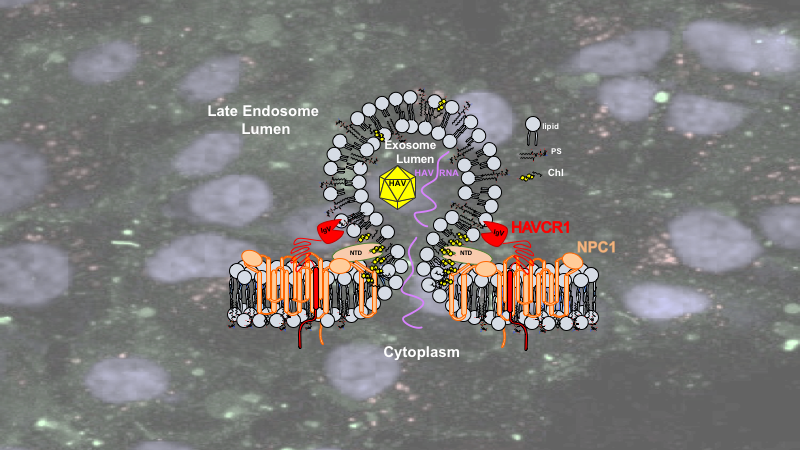Viral infection by exosome mimicry: the HAVCR1/NPC1 pathway