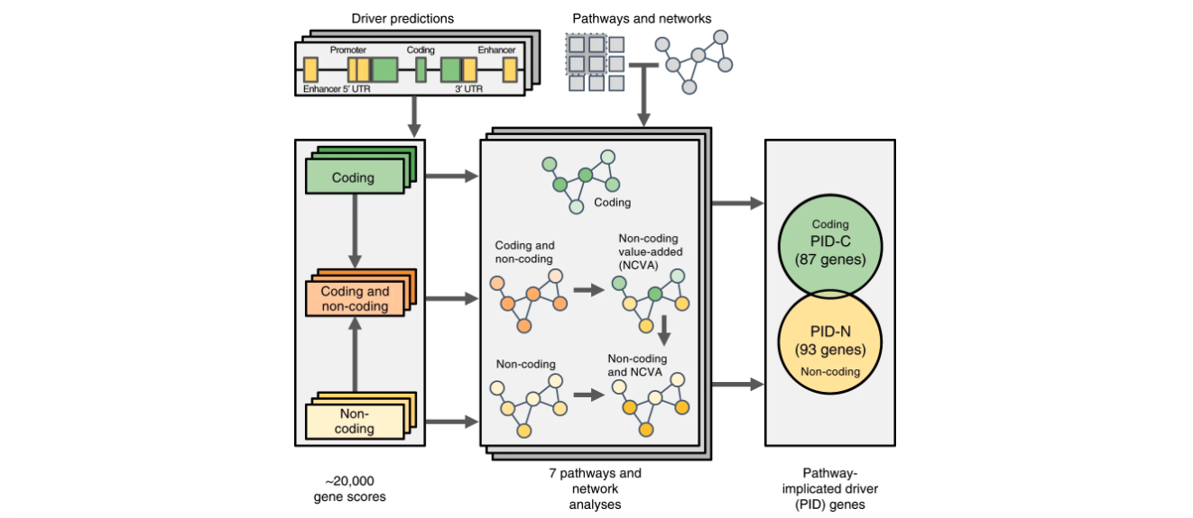 Study uncovers potential cancer-causing mutations in genes’ control switches