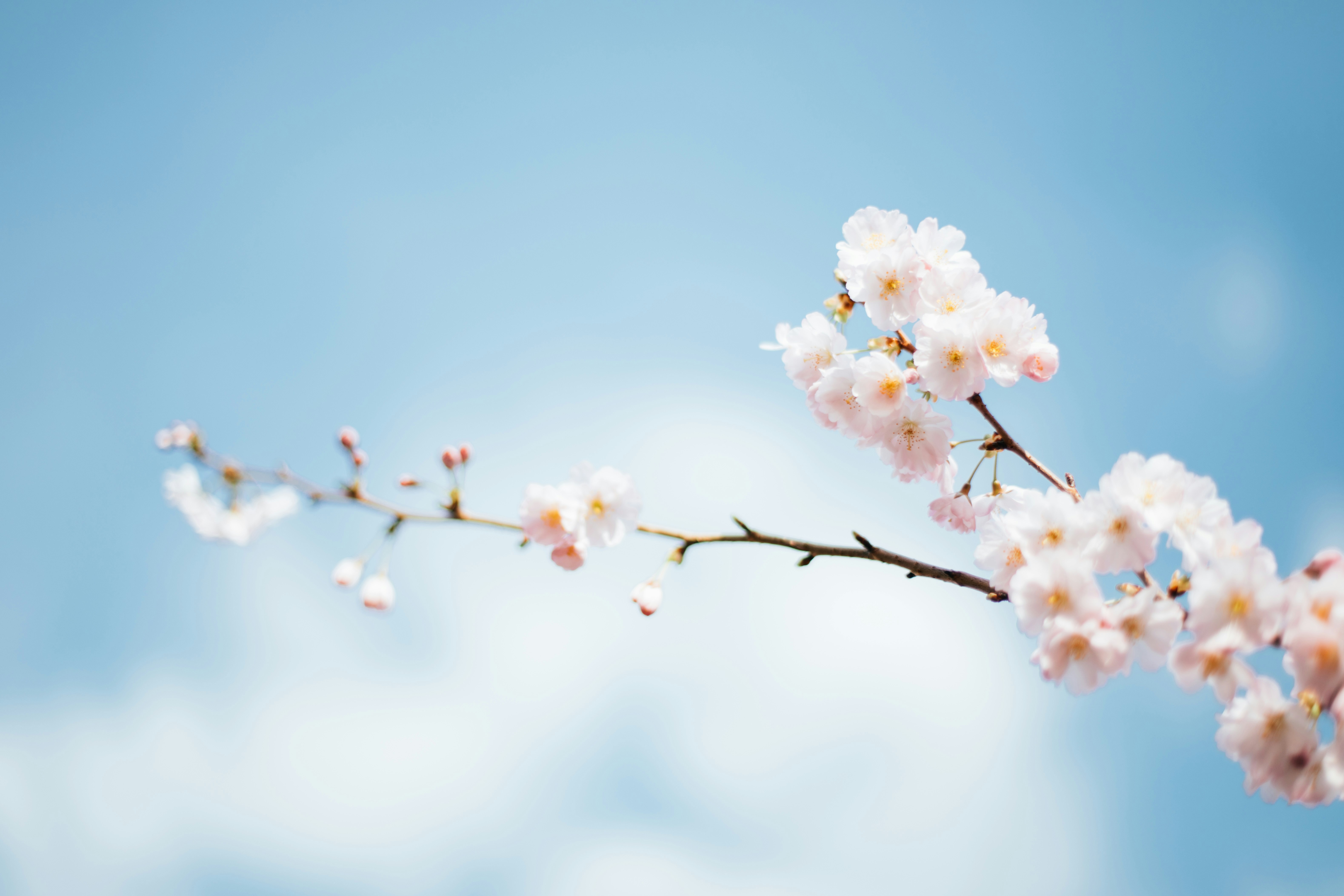 February Highlights from the Humanities & Social Sciences Communities 
