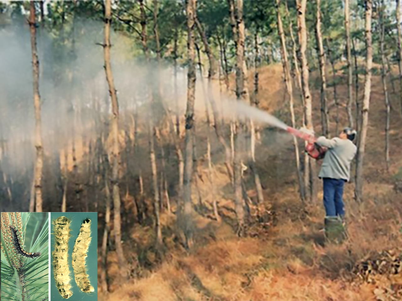 Release and recovery of an insect biocontrol fungus