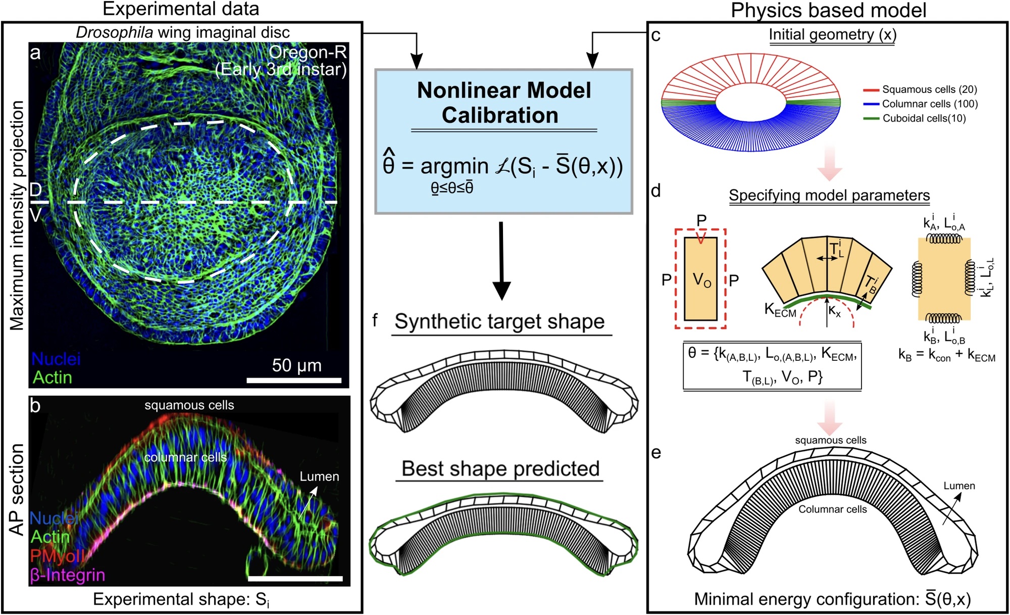 Behind the Paper: Reverse Engineering Morphogenesis
