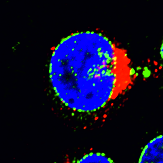 HIV-1 Vpu: a tricky modulator of the DNA repair machinery