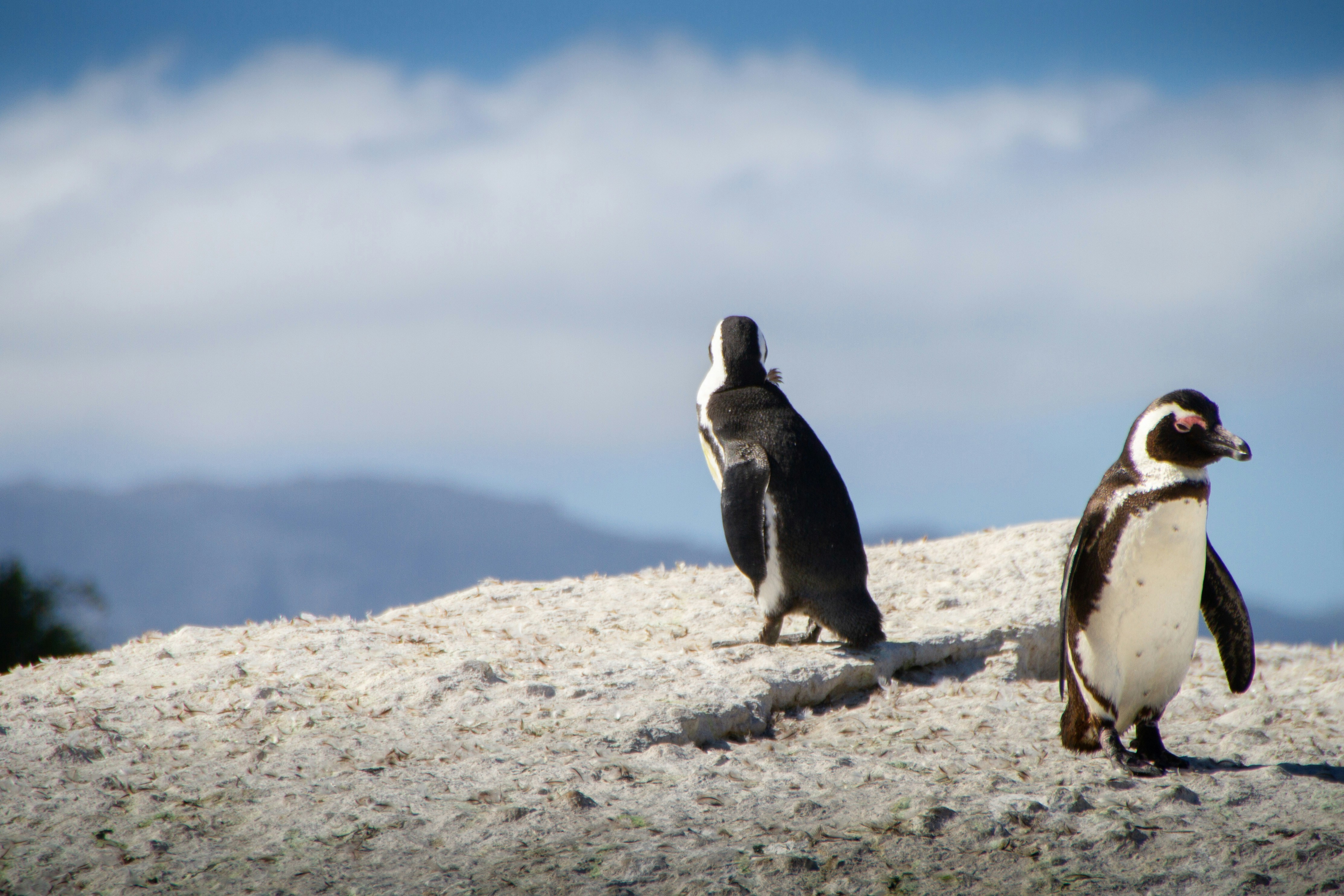 Monitoring and Evaluation for Wildlife Conservation Online Course