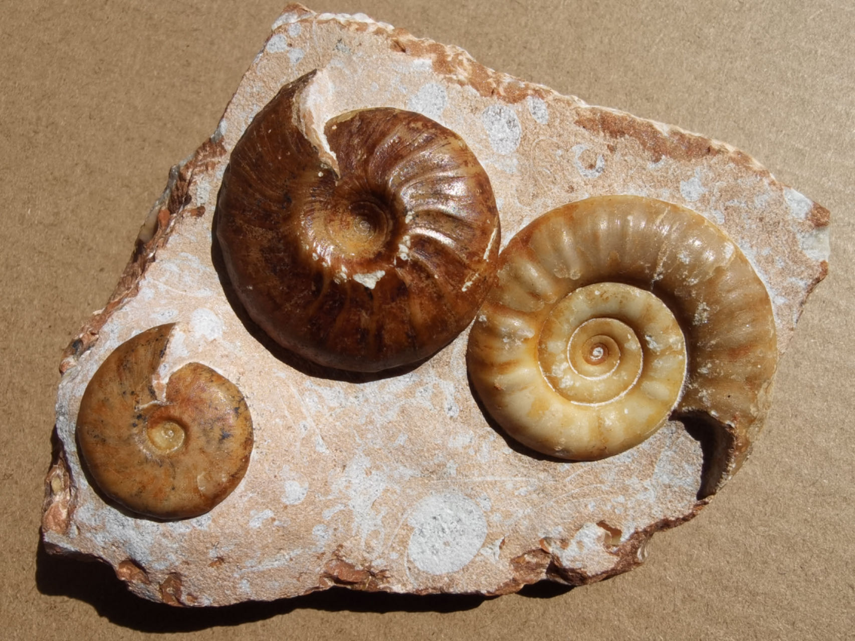 Heterogeneous morphological evolution during the Great Dying
