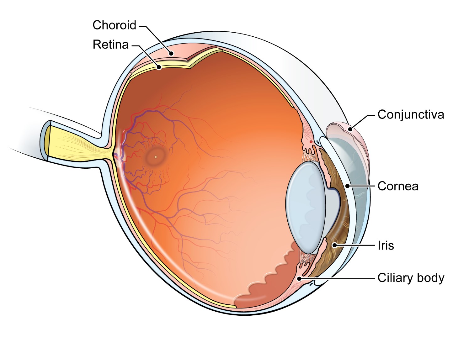 Ambient ultraviolet radiation and ocular melanoma incidence in the United States, 2000−2019