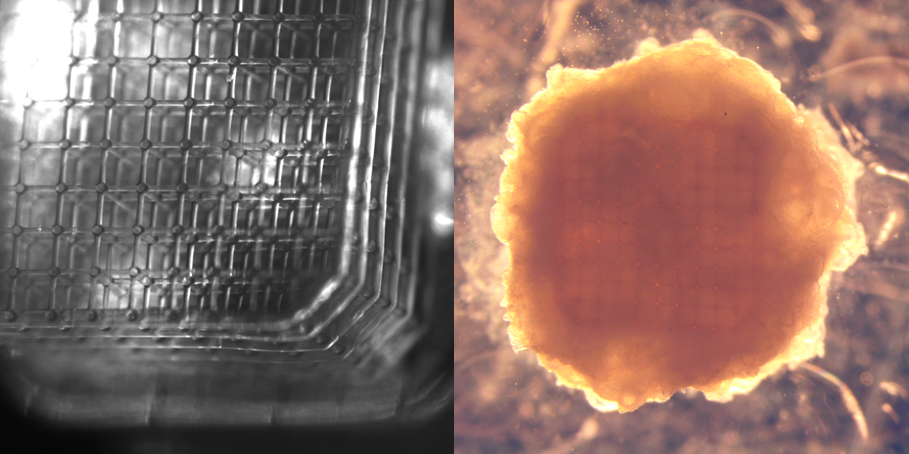 A bioengineering approach to tissue vascularization