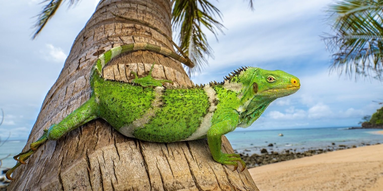 🦎Iguanas rafted more than 8,000 km from North America to Fiji