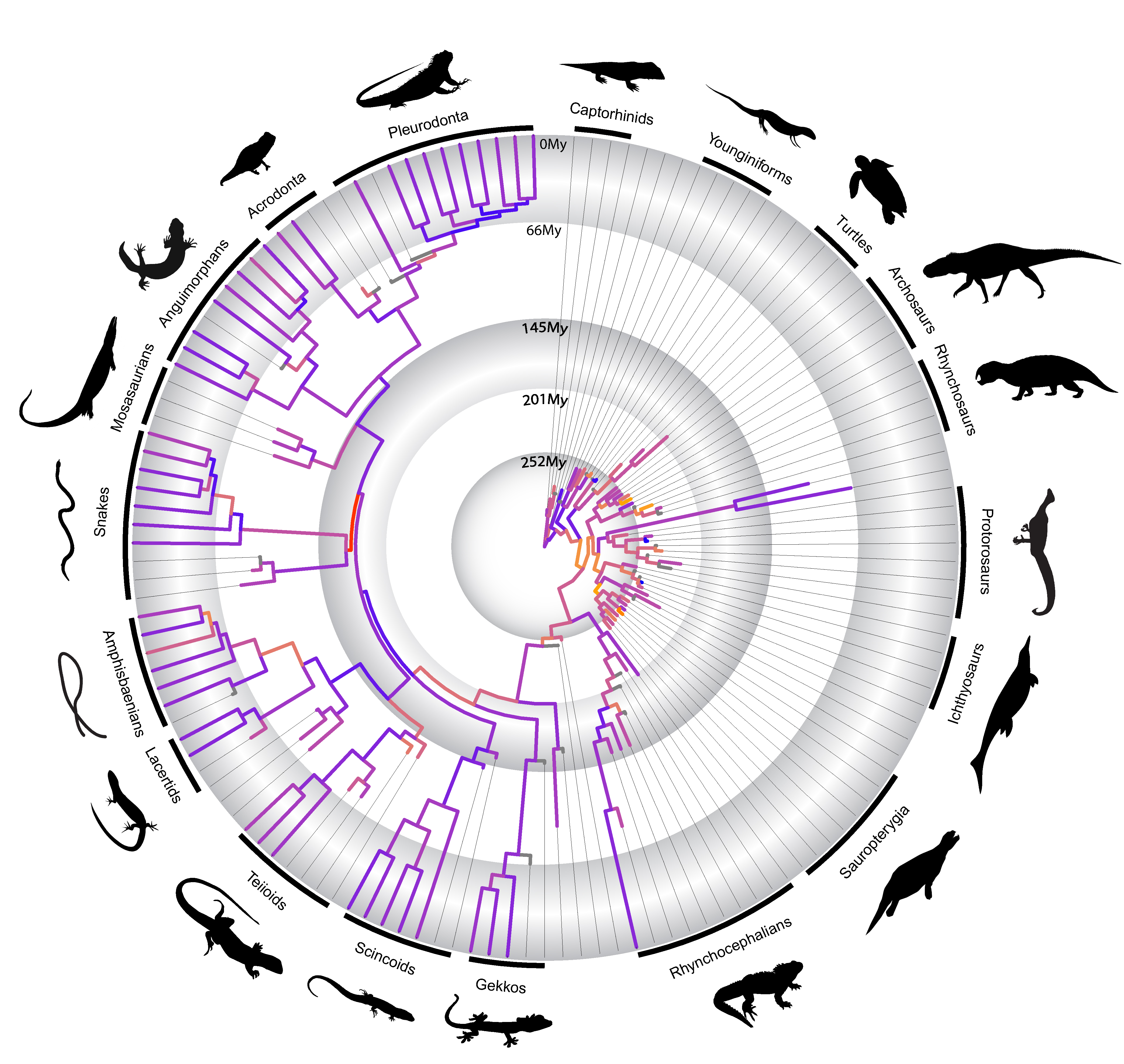 Reptile megaevolutionary dynamics in deep time