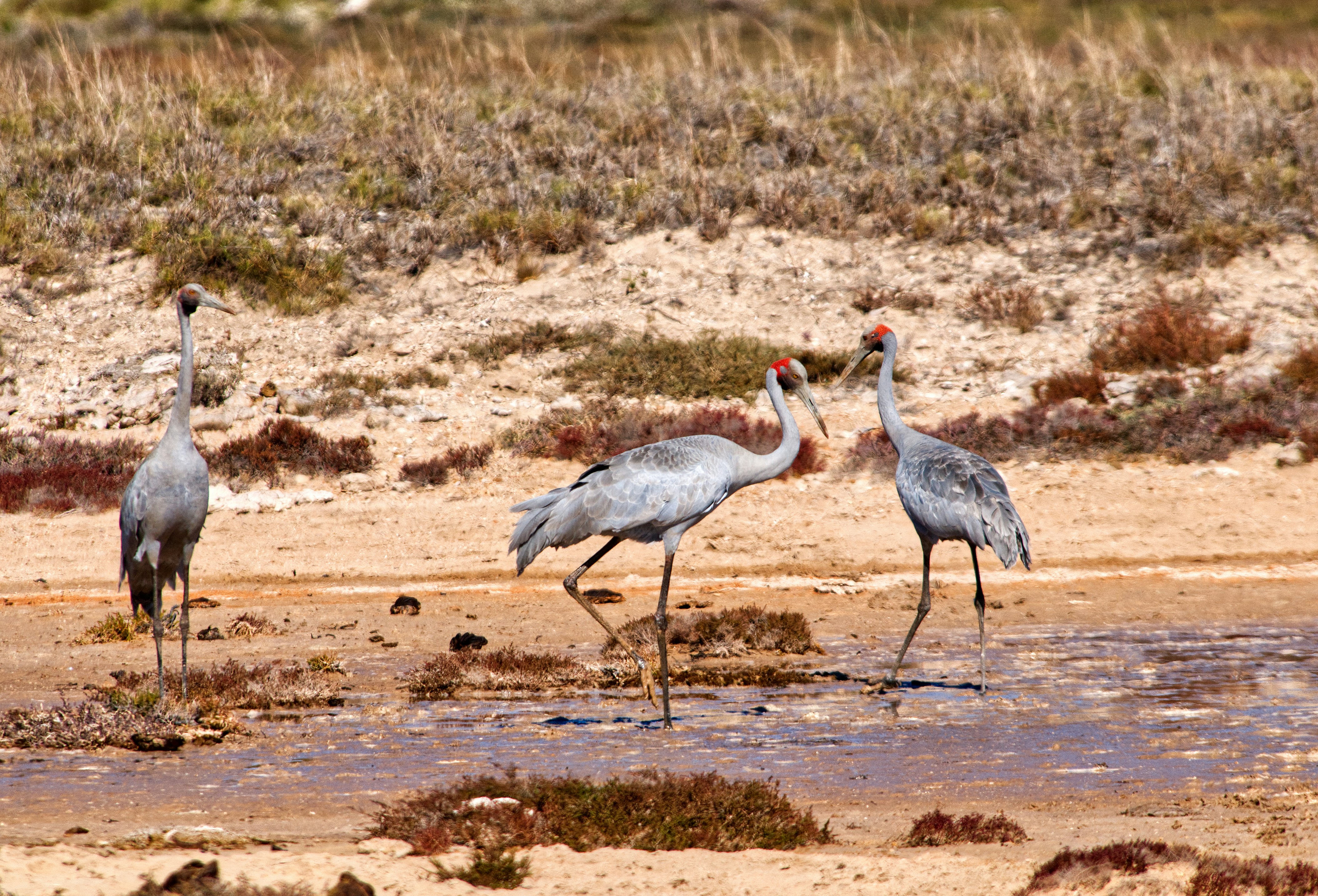 PhD in Waterbird Ecology at the University of Melbourne