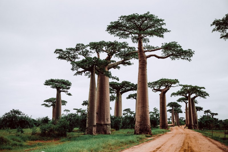 DEFRA grant: Madagascar