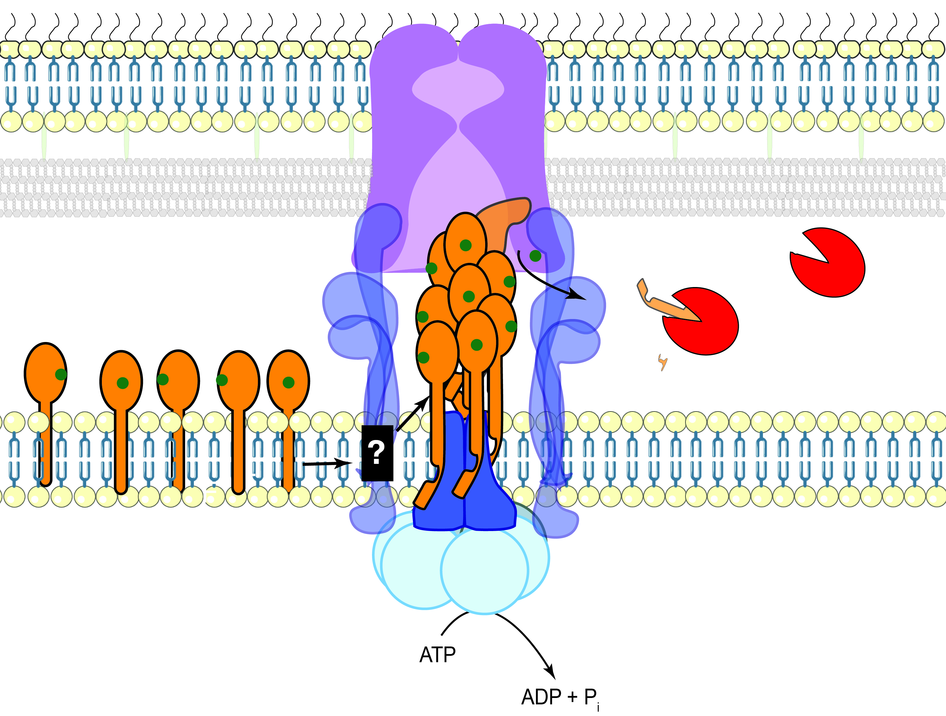 Bacterial fibres with a calcium scaffold