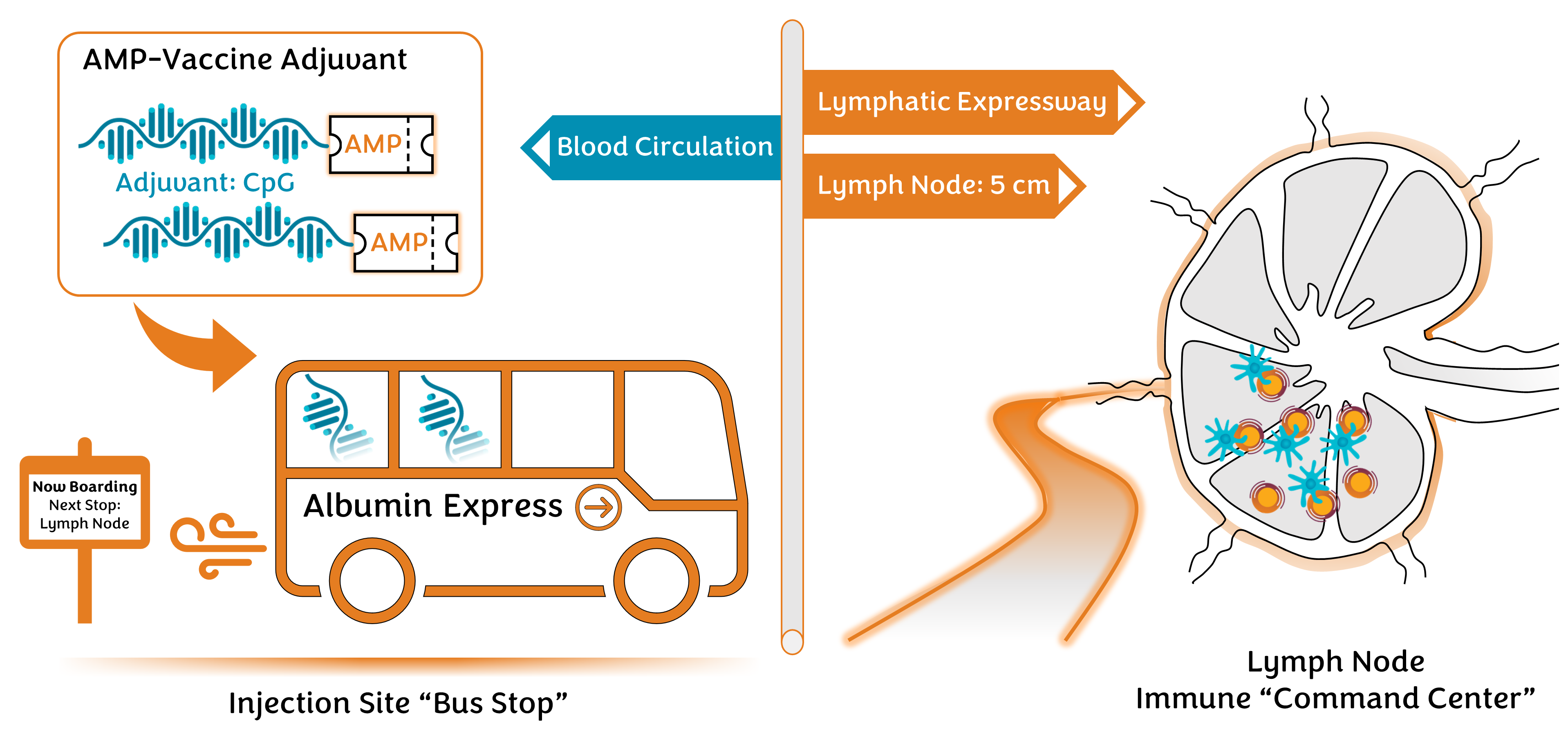 Navigating the long and winding road to the lymph node and optimal vaccine responses