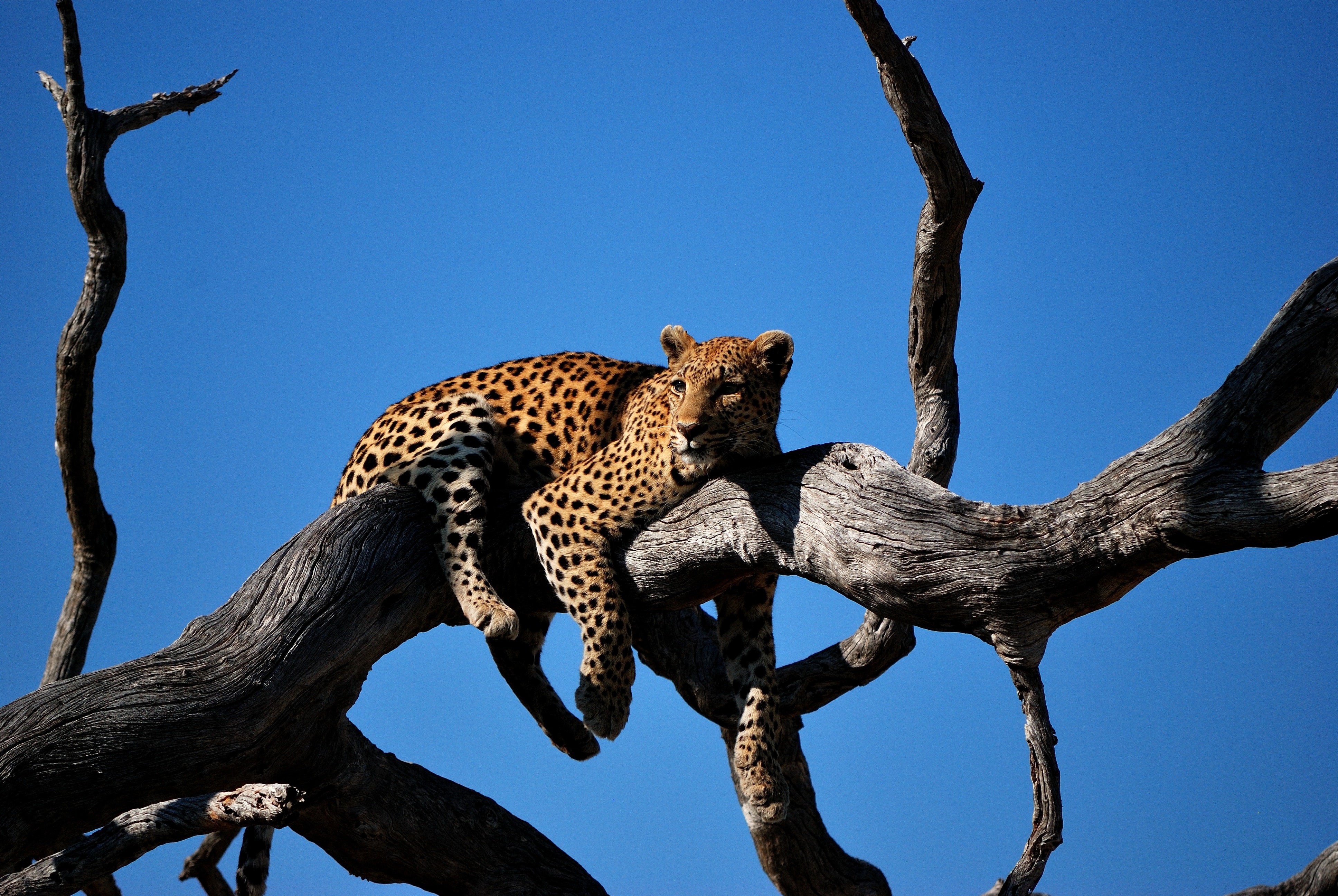 Strategy Development for Wildlife Conservation