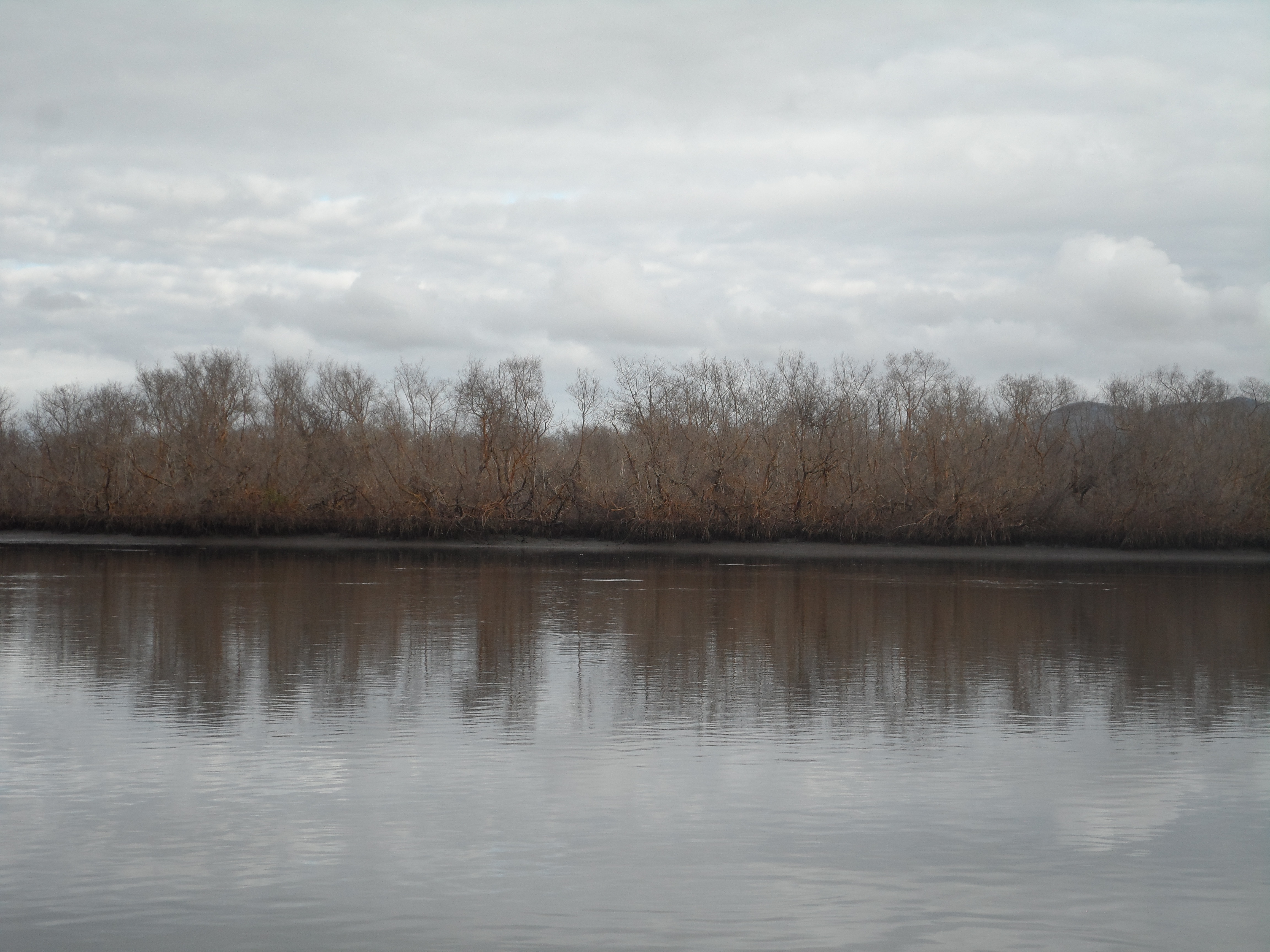Soil iron biogeochemistry reveals a sensibility of mangrove forests in the face of climate change