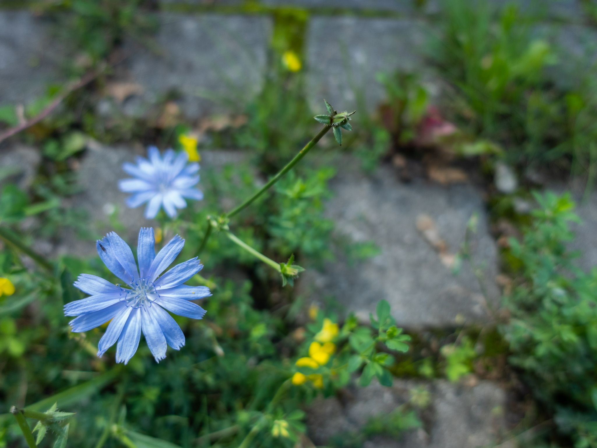 How Crowd-Sensed Plants Decode the Hidden Environmental Patterns of European Cities