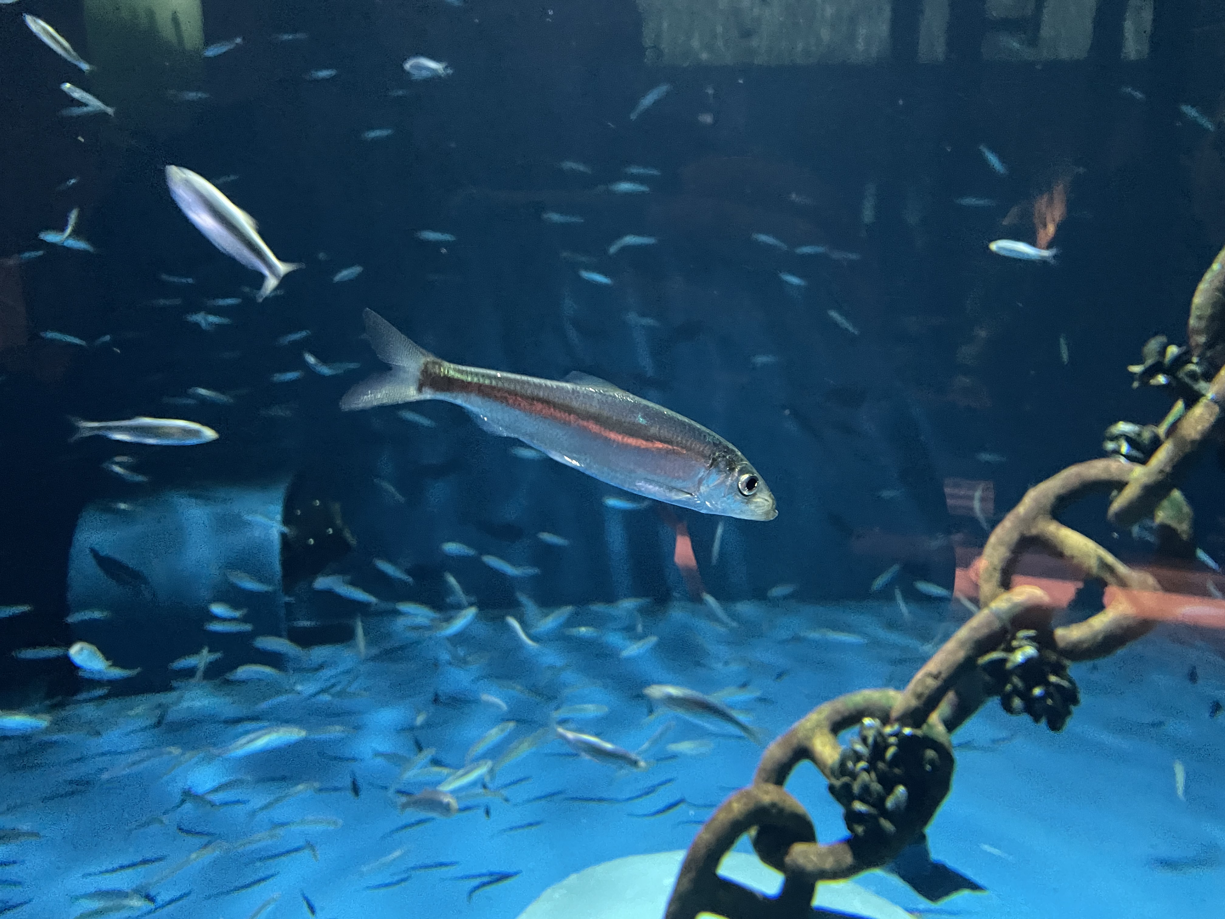 Inversions in Atlantic herring - deepened understanding of their evolution and maintenance