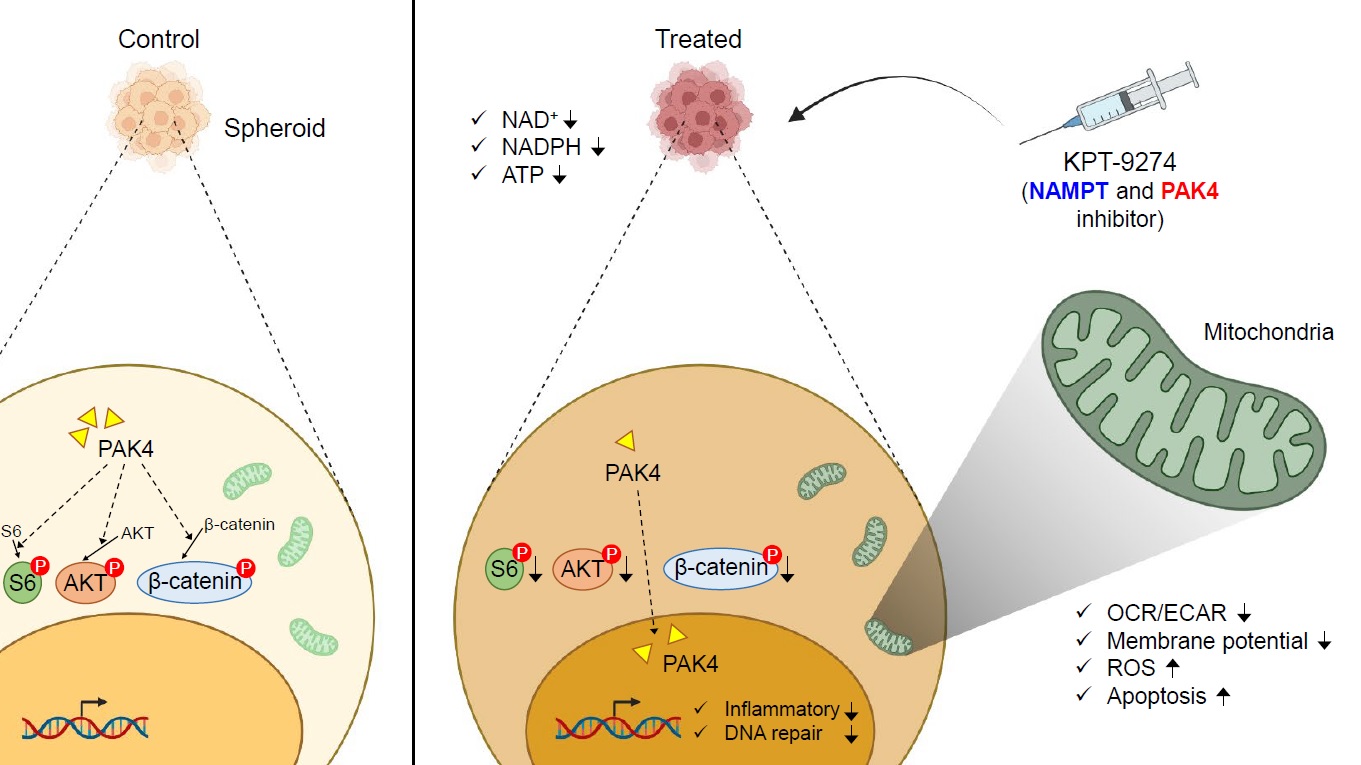 Potential therapeutic strategy for recurrent ovarian cancer with a novel NAMPT inhibitor