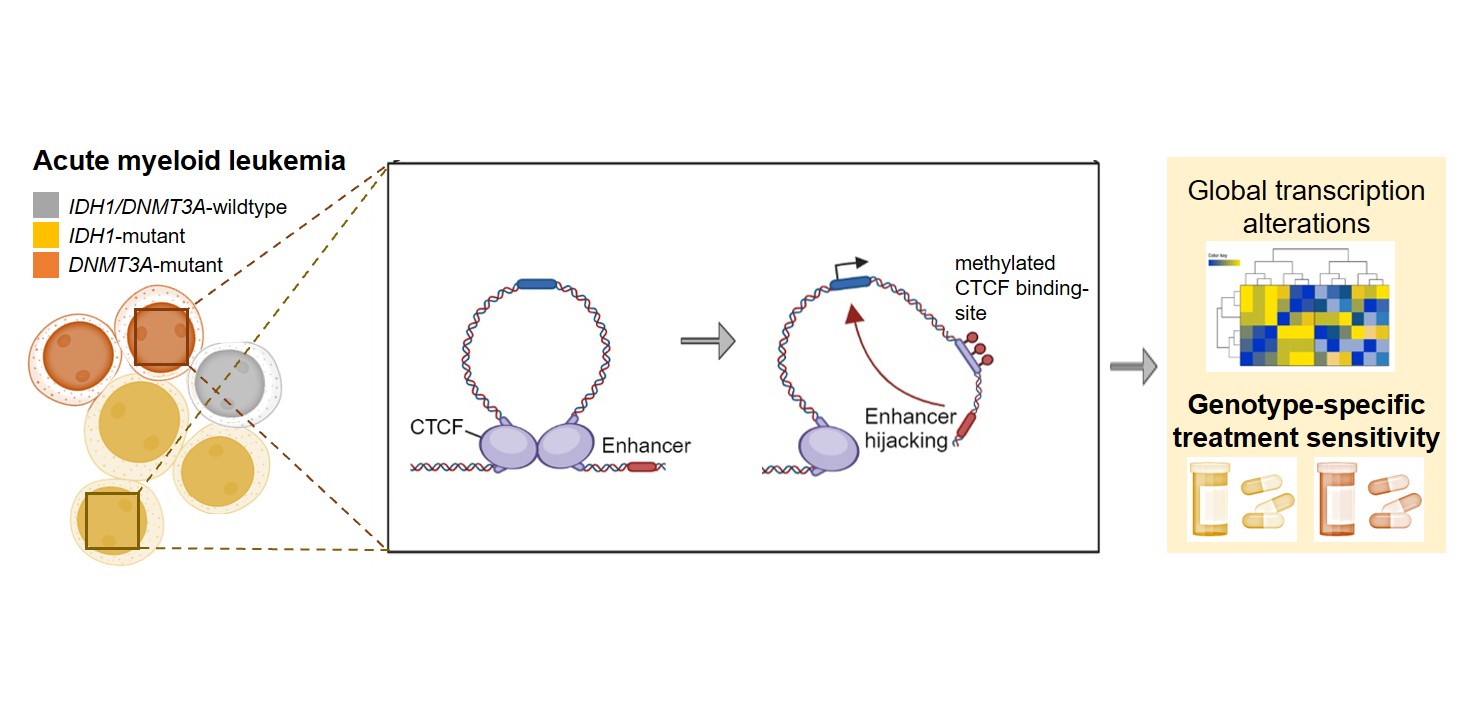 Staying in the Loop: How 3D DNA Architecture shapes AML