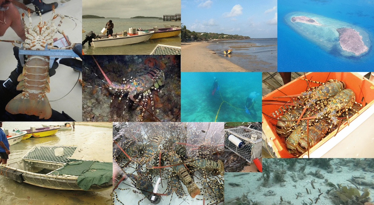 What can a lobster fishery teach us about SDG 14?