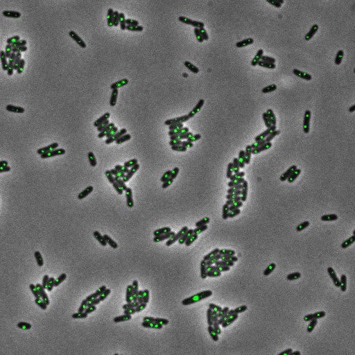 Insight into bacterial chromosome organisation by multidisciplinary approaches
