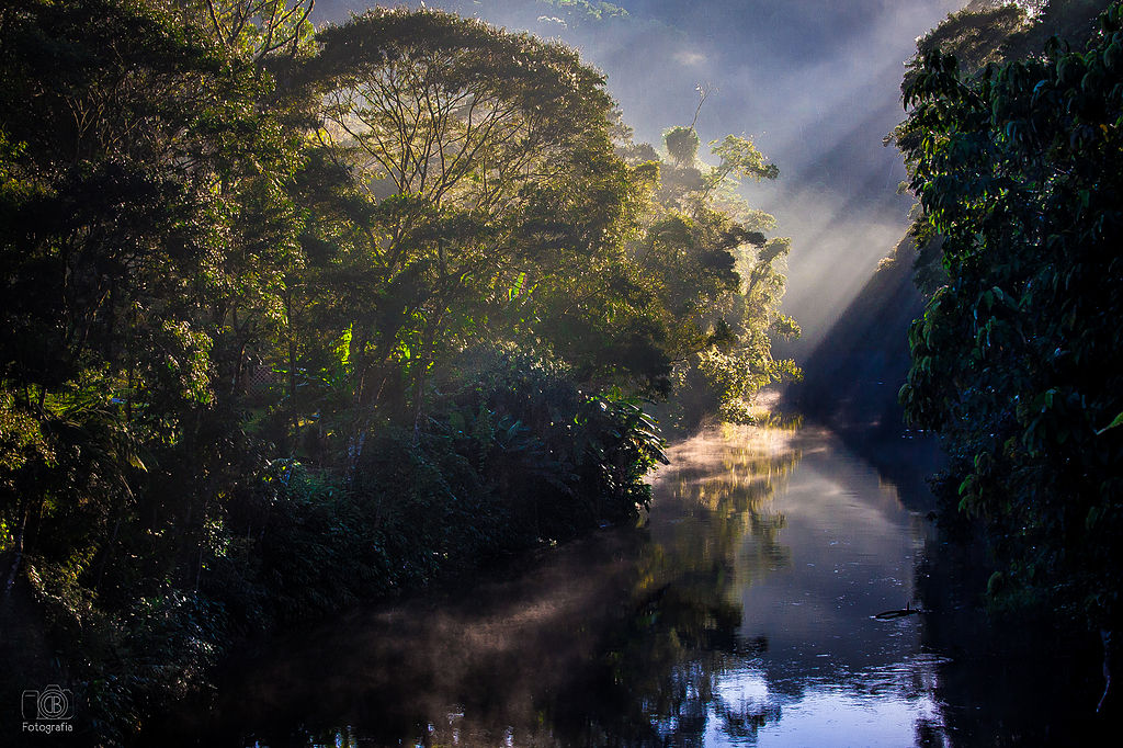 Evidence on scaling forest restoration from the Atlantic Forest Restoration Pact in Brazil