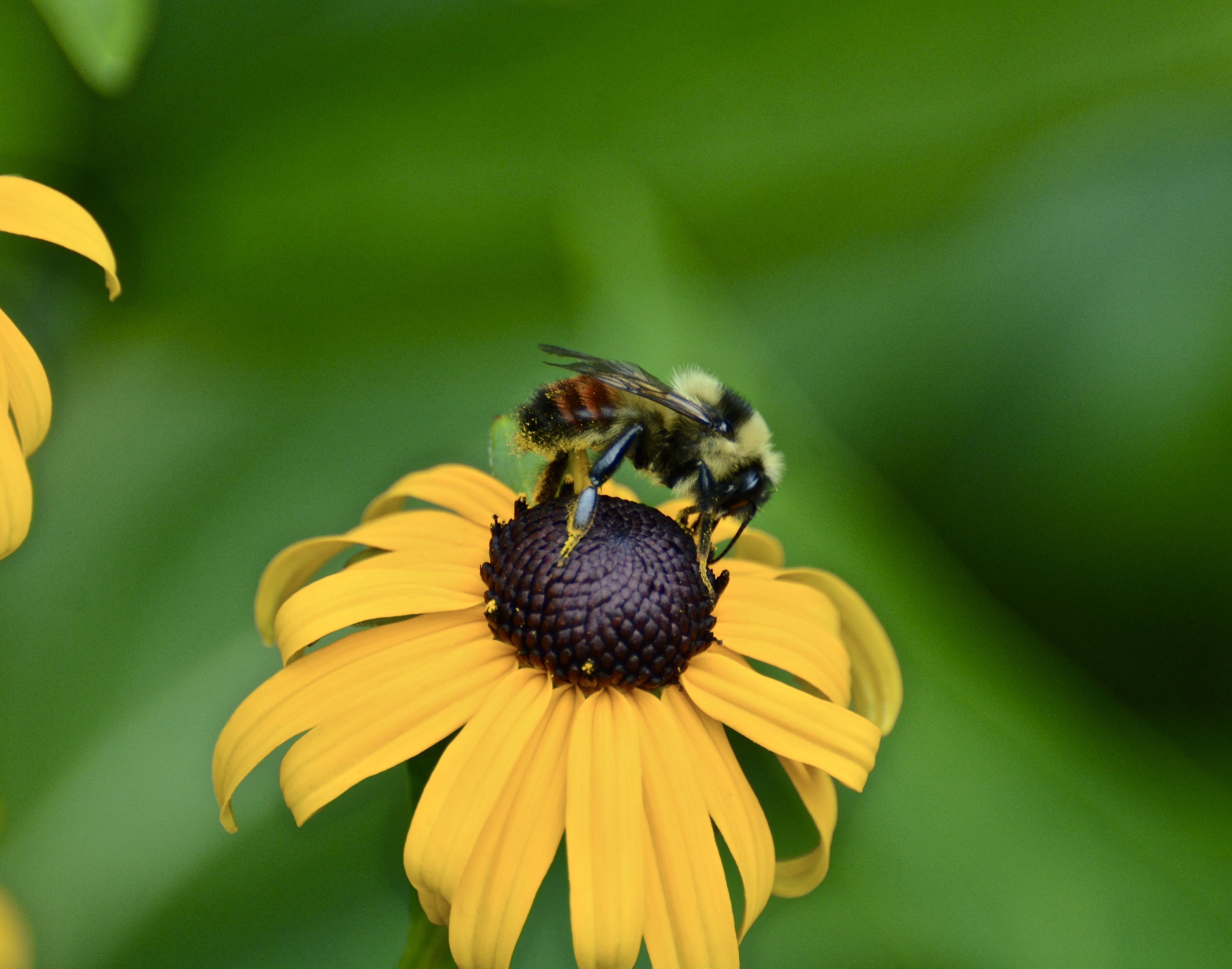 Flatten the curve: climate chaos and extinction rates