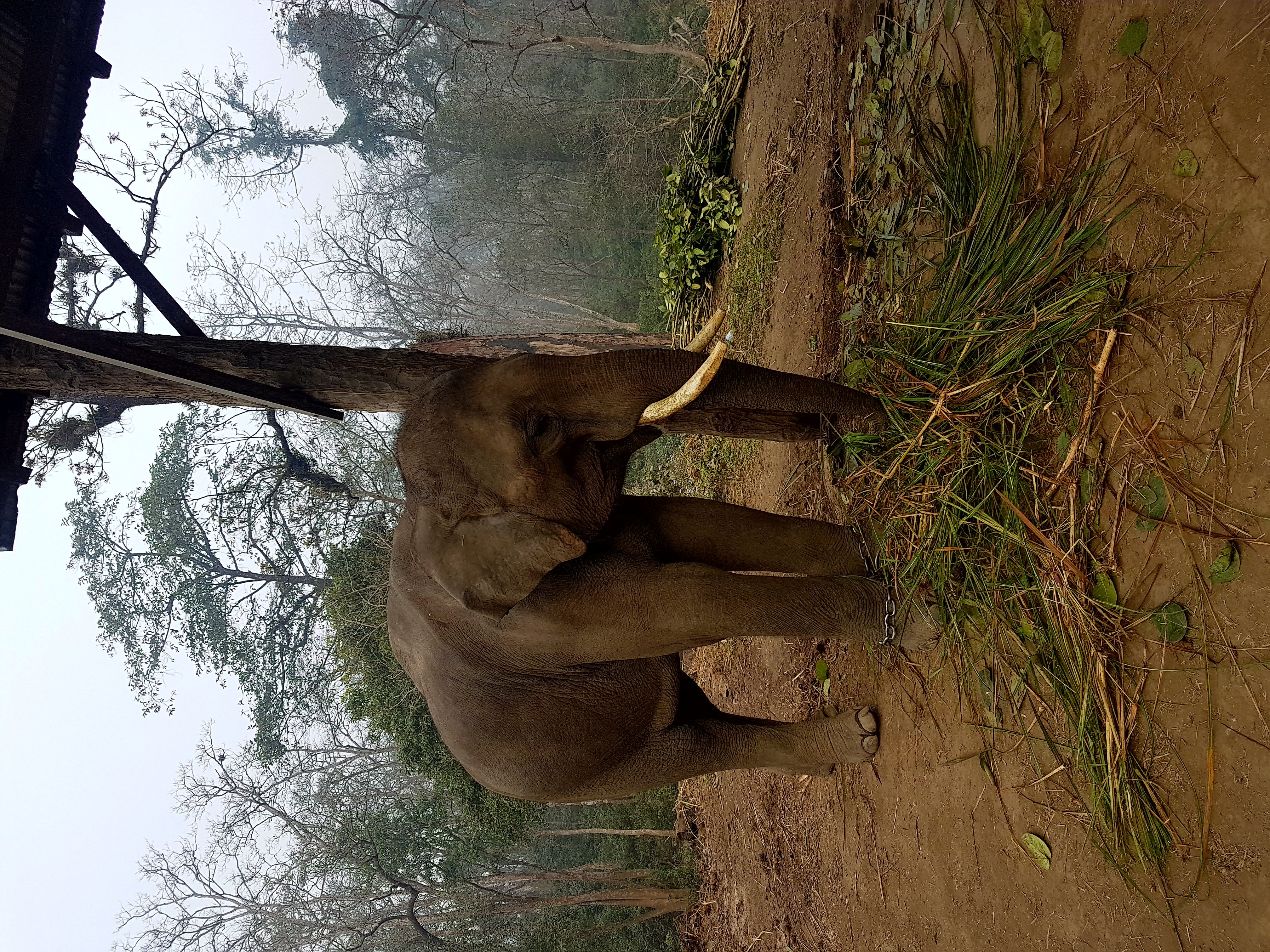 Shared Air: Comparing Elephant and Human Respiratory Microbiomes