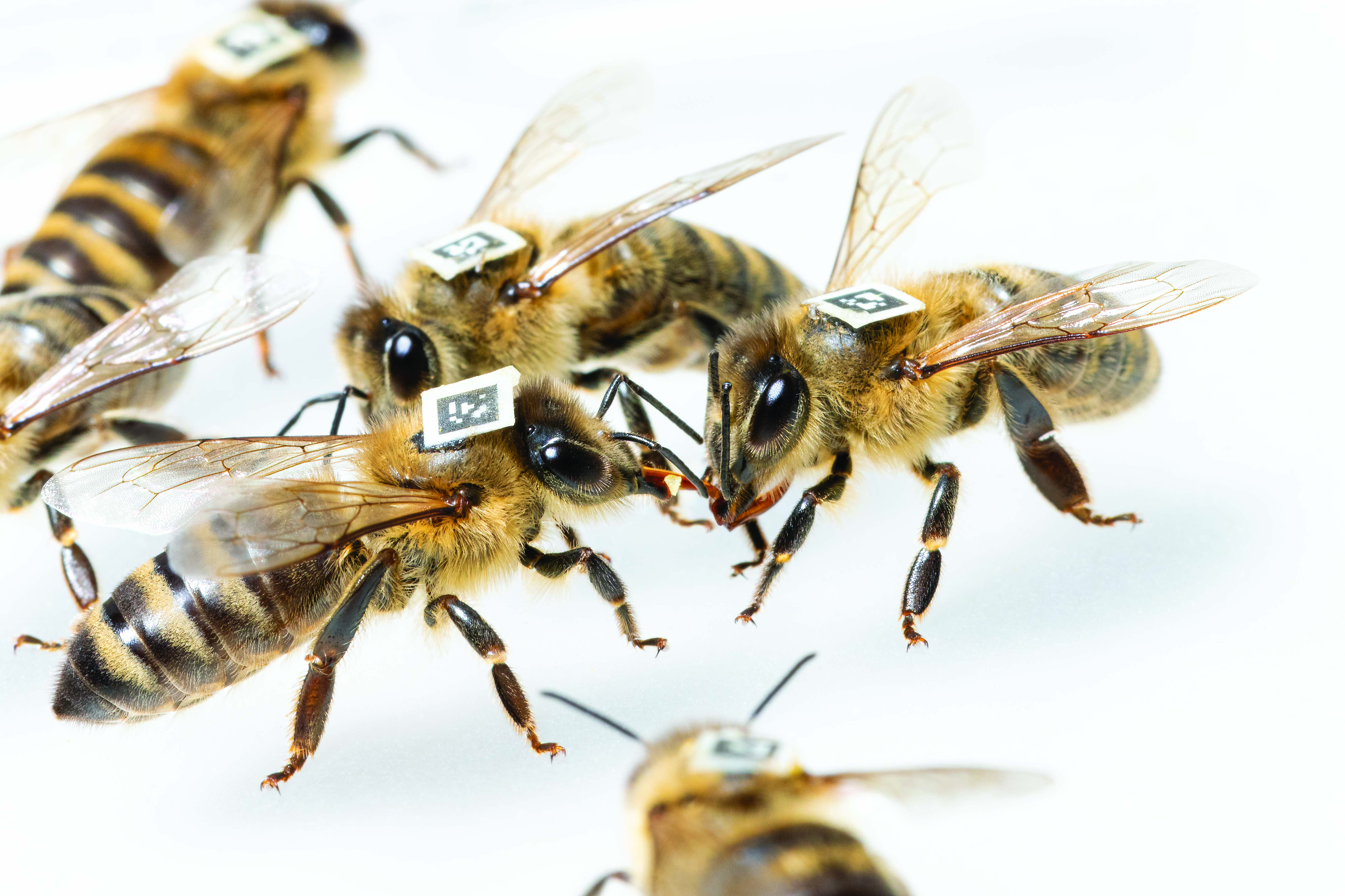 The remarkable link between gut microbes and animal social organization