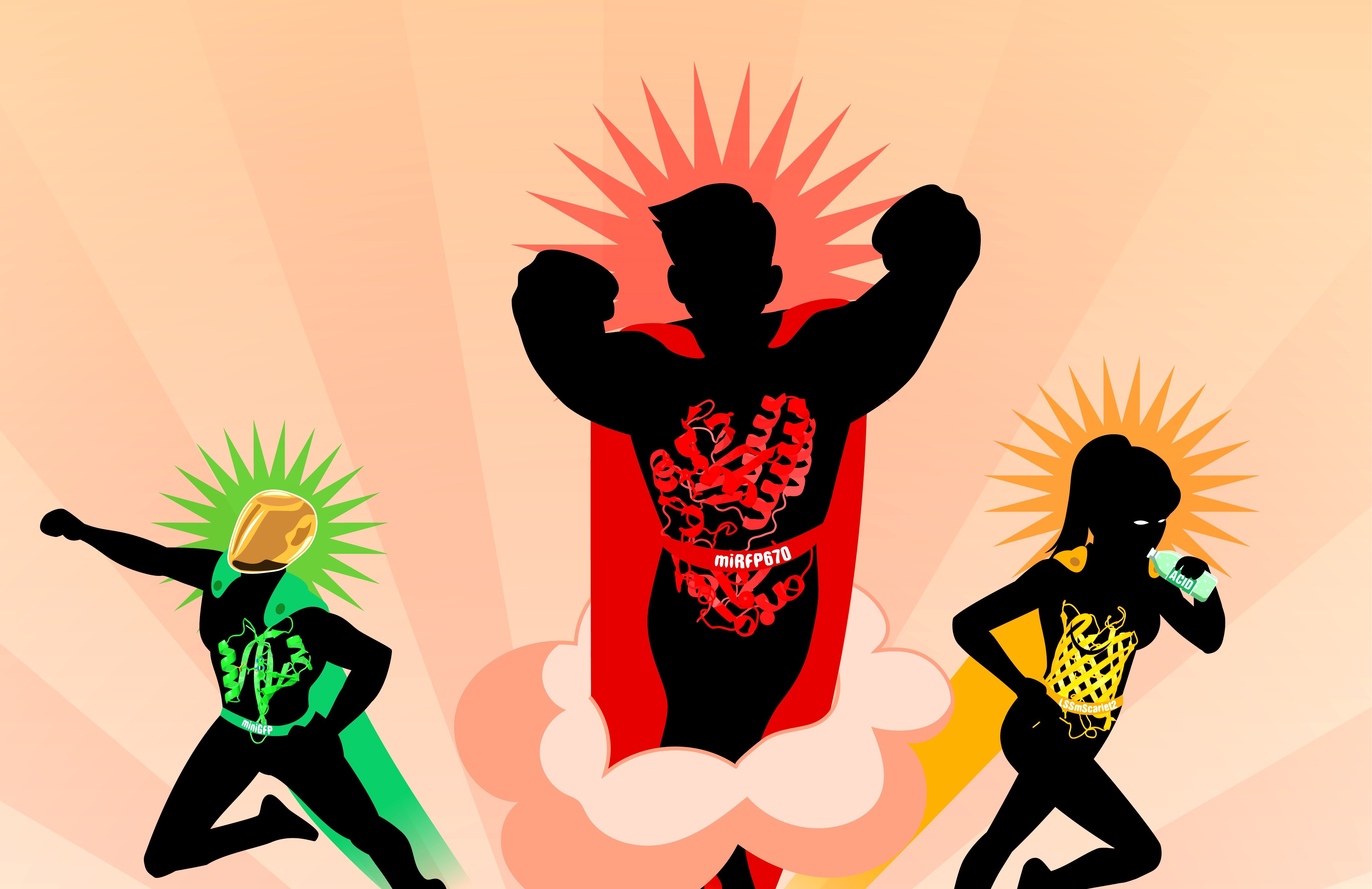On the quest for the fluorescent “superheroes”