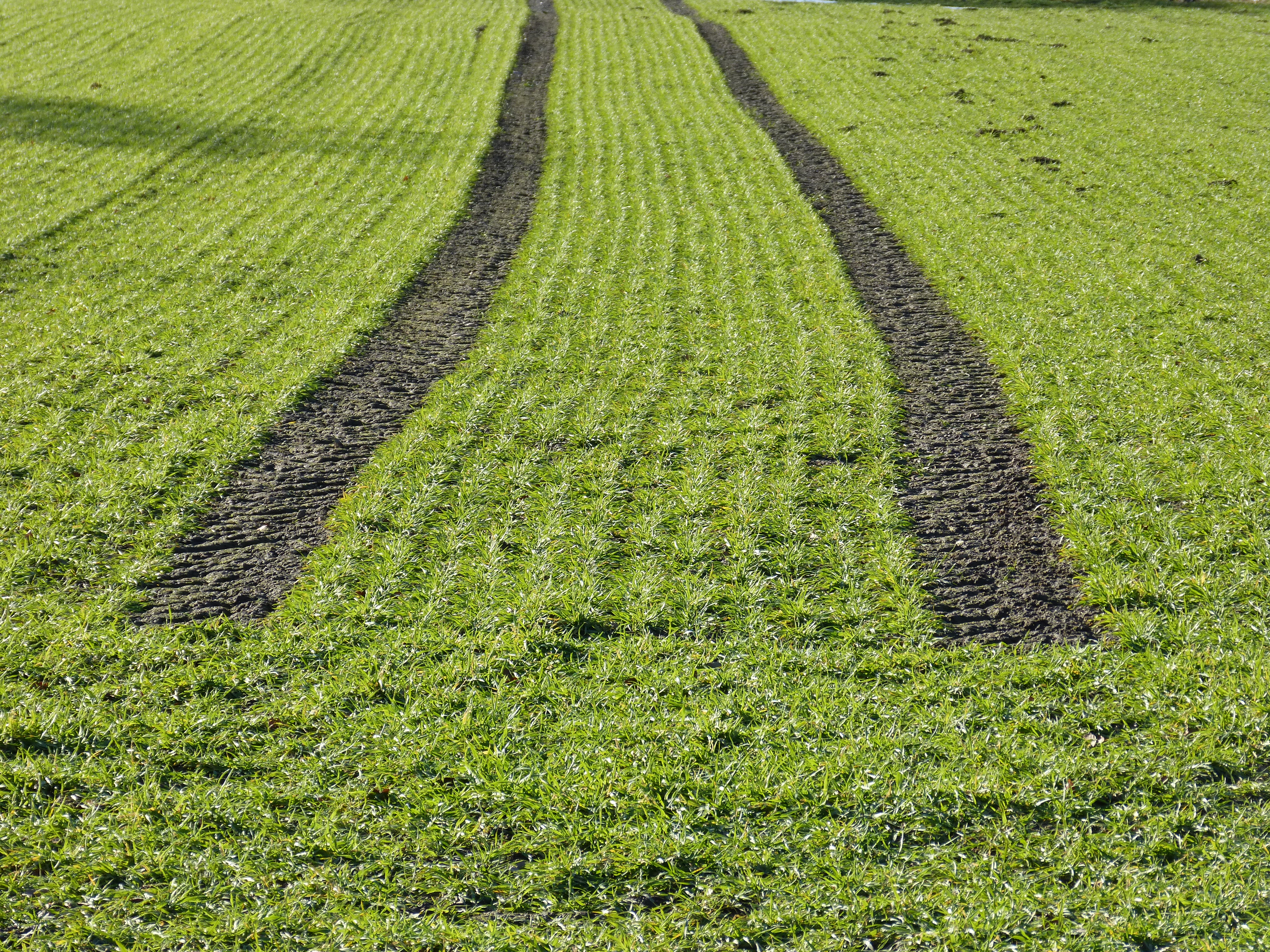 Footprints of the German Bioeconomy