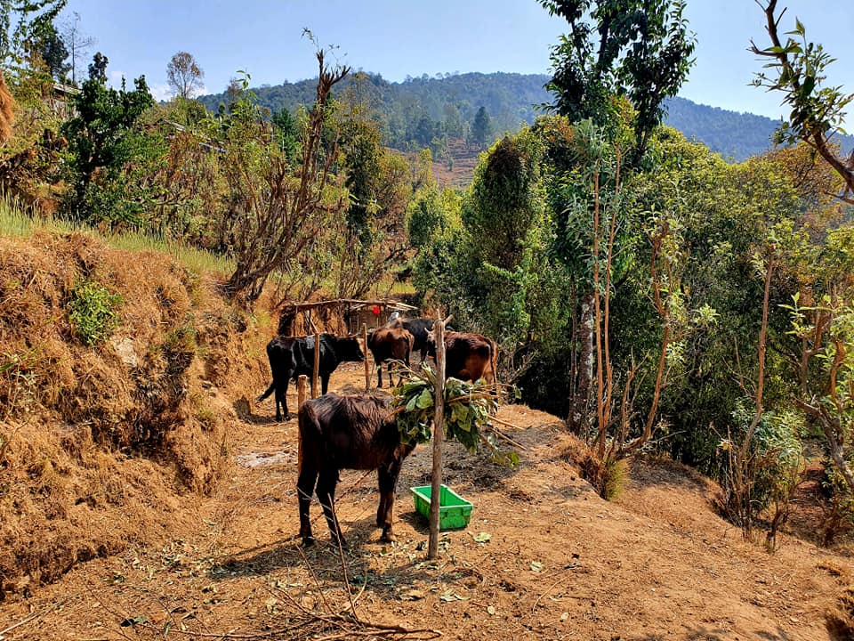 Shared infections at the wildlife–livestock interface and their impact on public health, economy, and biodiversity