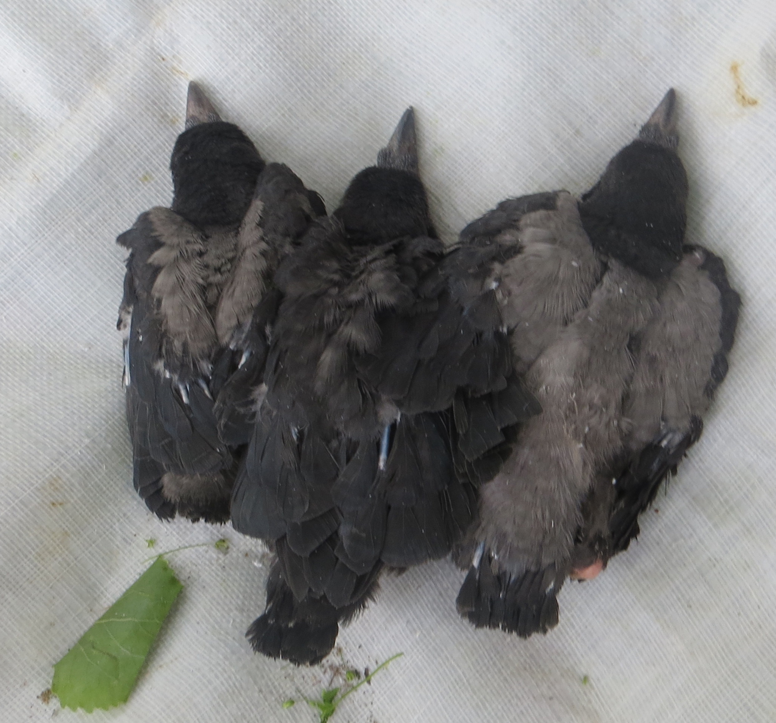 All crows are black, aren’t they?