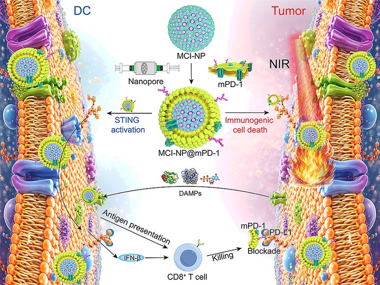 Biomimetic PD‑1‑Functionalized Immunostimulatory Nanomedicine Enables STING Activation and Durable Antitumor Immunity in Hepatocellular Carcinoma