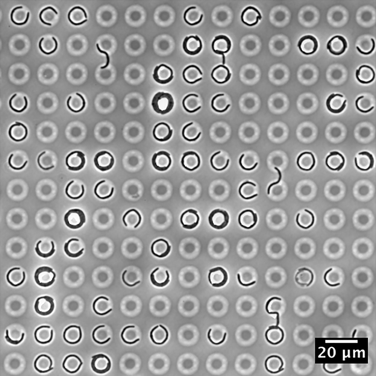 Escherichia coli can get (mechanically) stressed out too