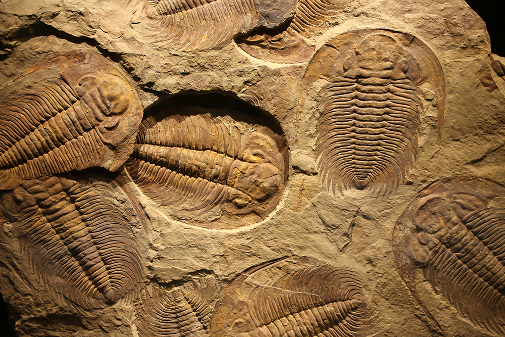 Journal Club: Grizzly microbial sarcophagus helps to make immaculate fossils
