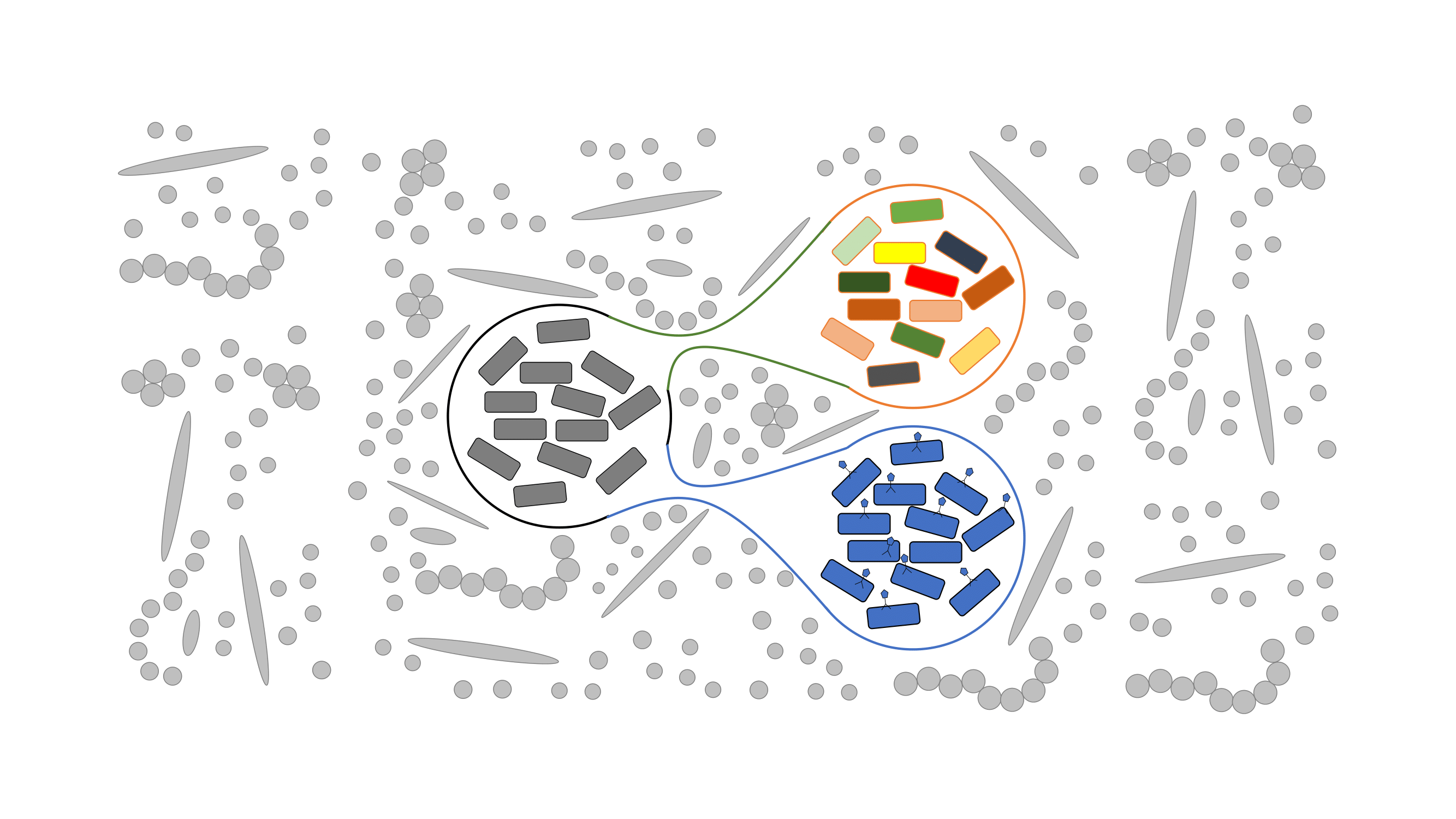 Two modes of evolution shape bacterial strain diversity in the mammalian gut for thousands of generations