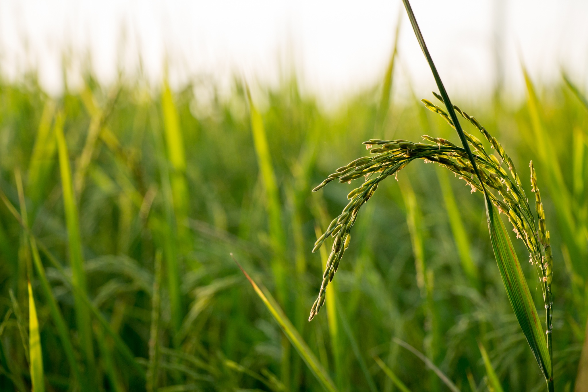 A factory within a yeast cell: innovative approaches for a sustainable future