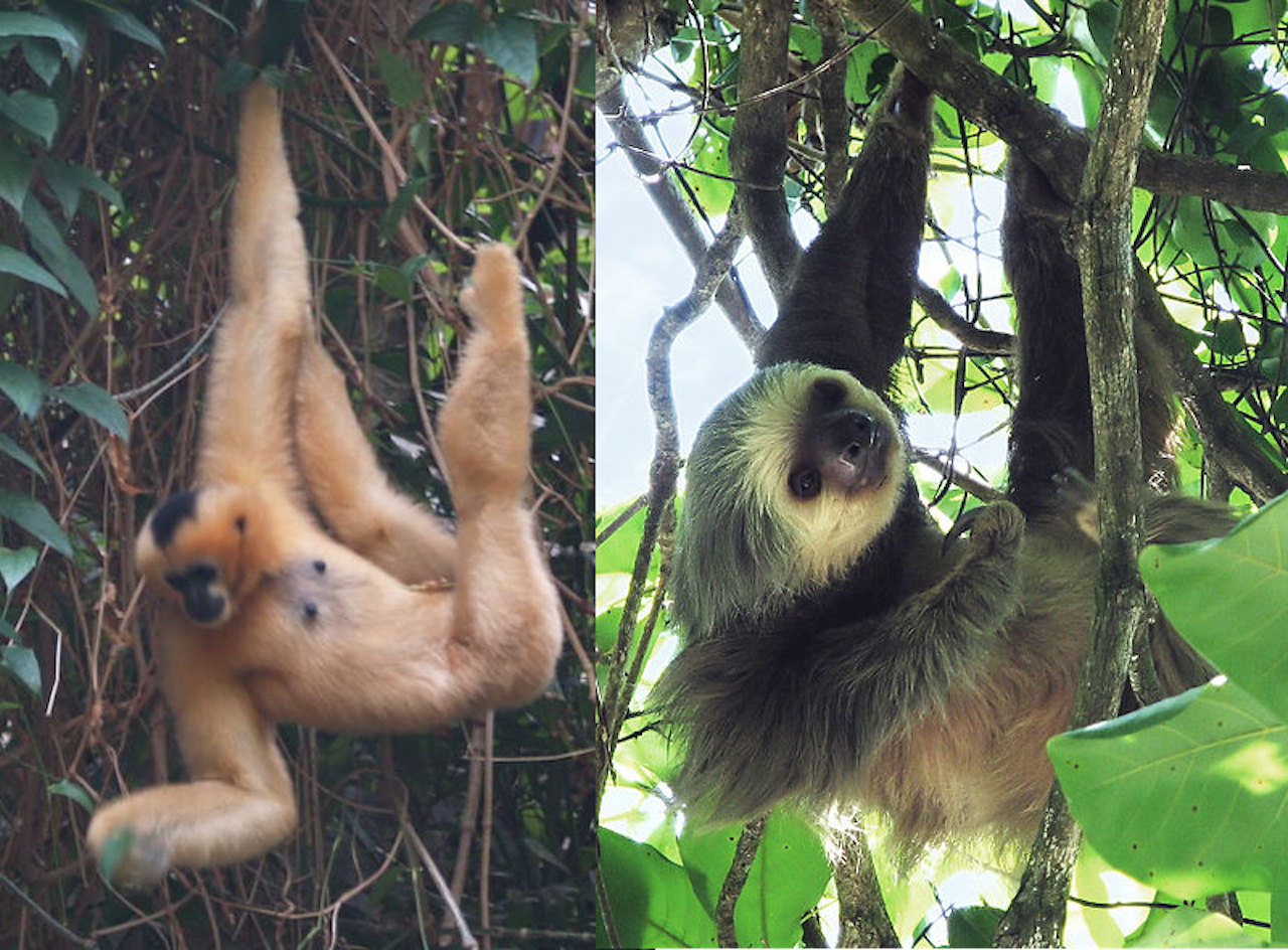 Evolutionary Conservatism in Mammals