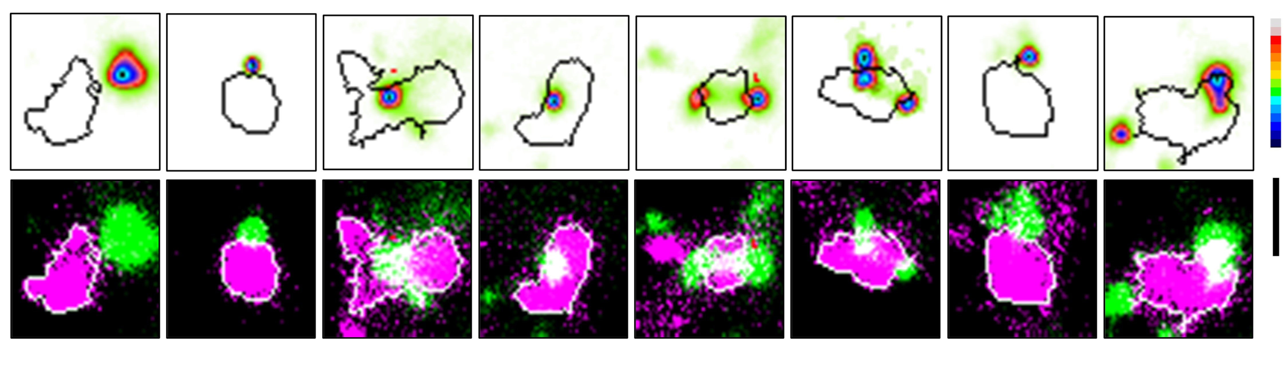 Schizophrenia related protein SAP97 displays spontaneous nucleation and Ca2+ dependent variability in real-time dynamics.