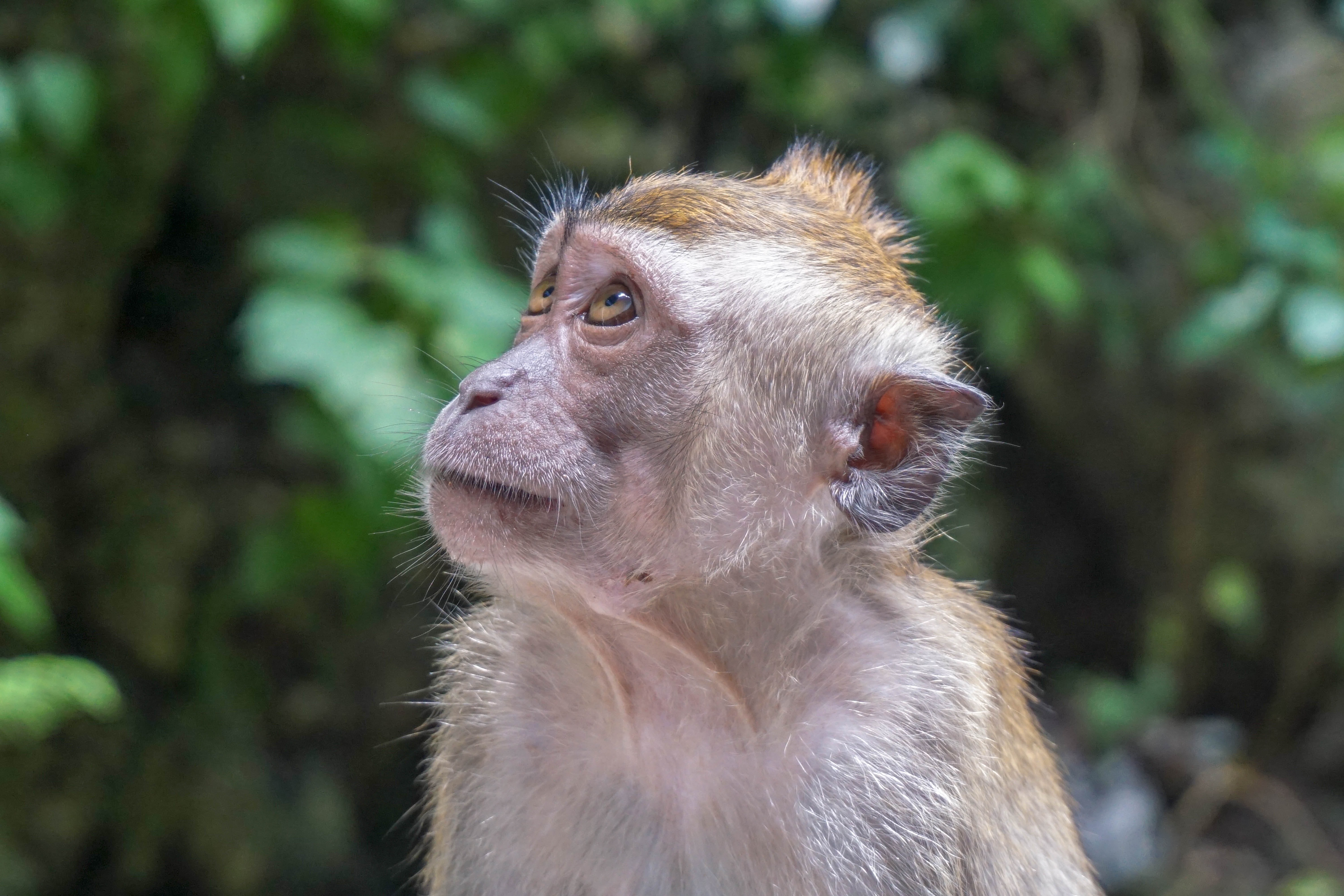 Contraception as population control in wild macaques - seeking practitioners