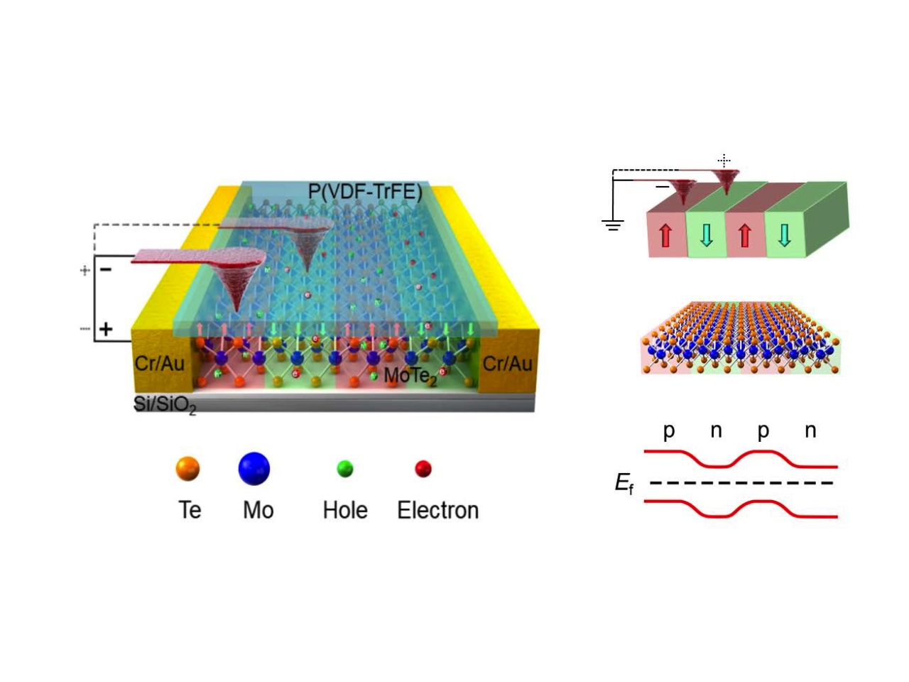 Programmable doping of 2D materials for redefinable nanoelectronics by nonvolatile ferroelectric domains