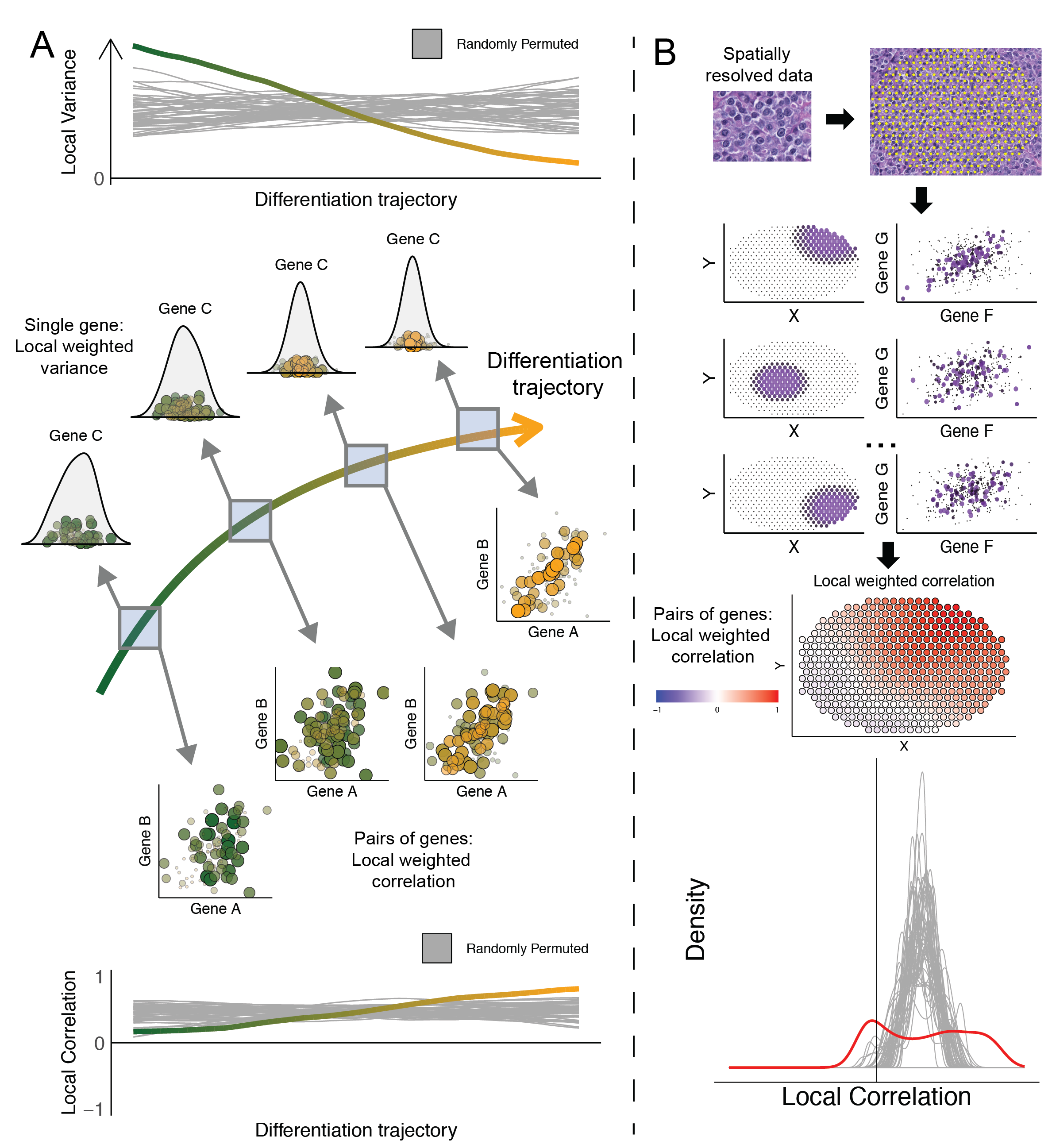 Investigating higher order interactions in single cell data with scHOT