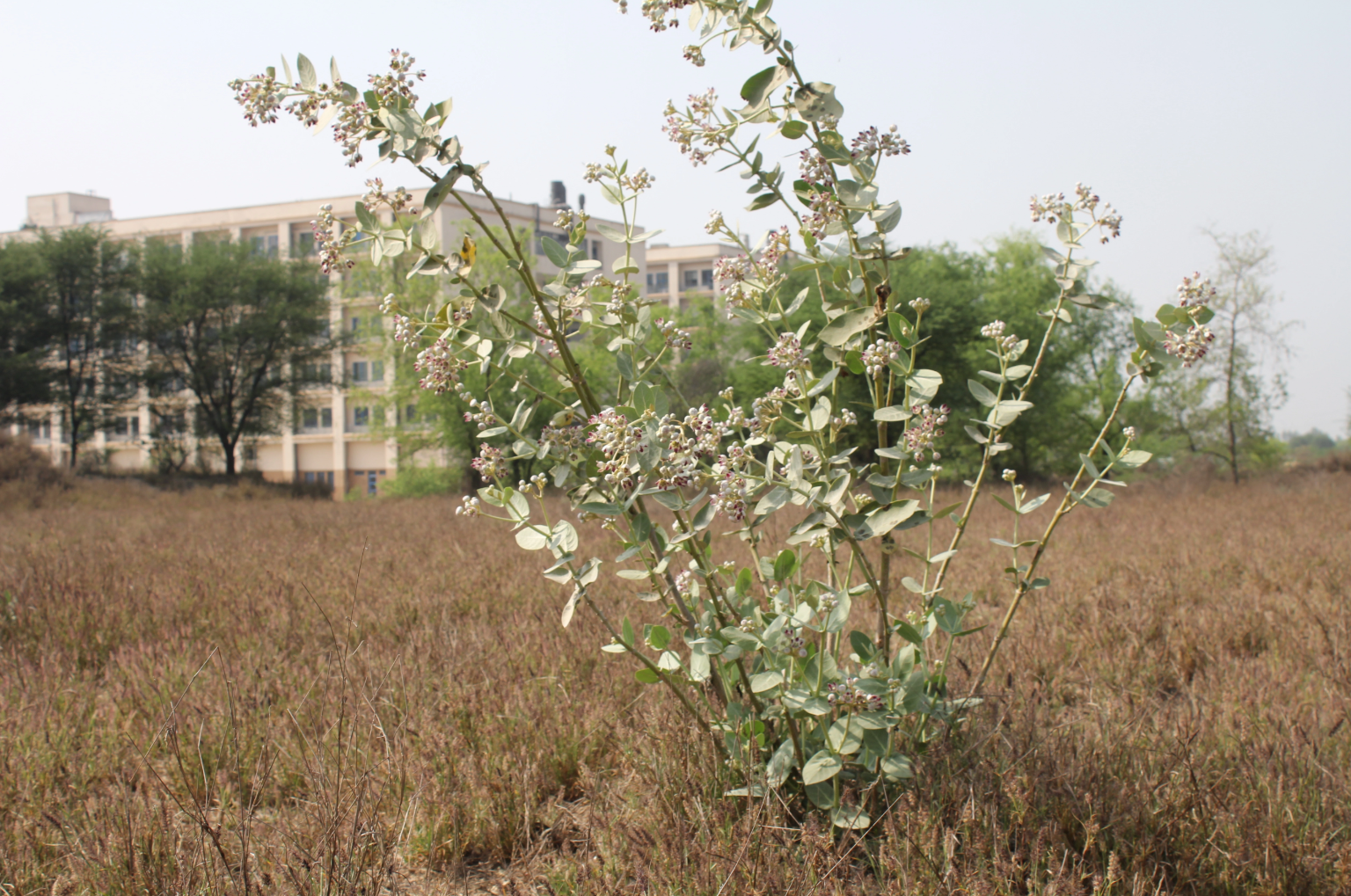Chromosome scale assembly unveils genomic structure and gene families of Calotropis procera