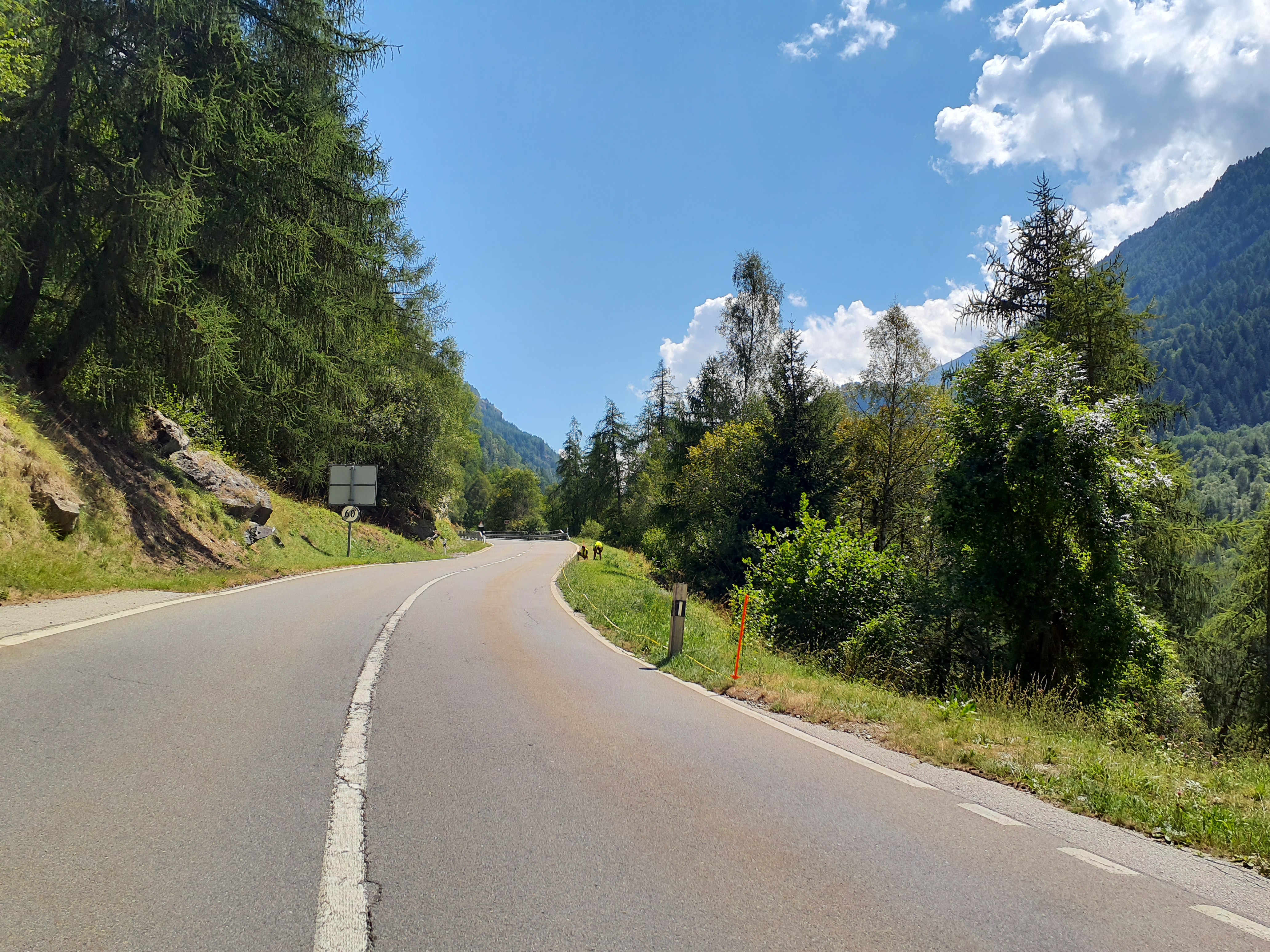 Long-term monitoring shows the upward spread of non-native plant species along mountain roads around the world 
