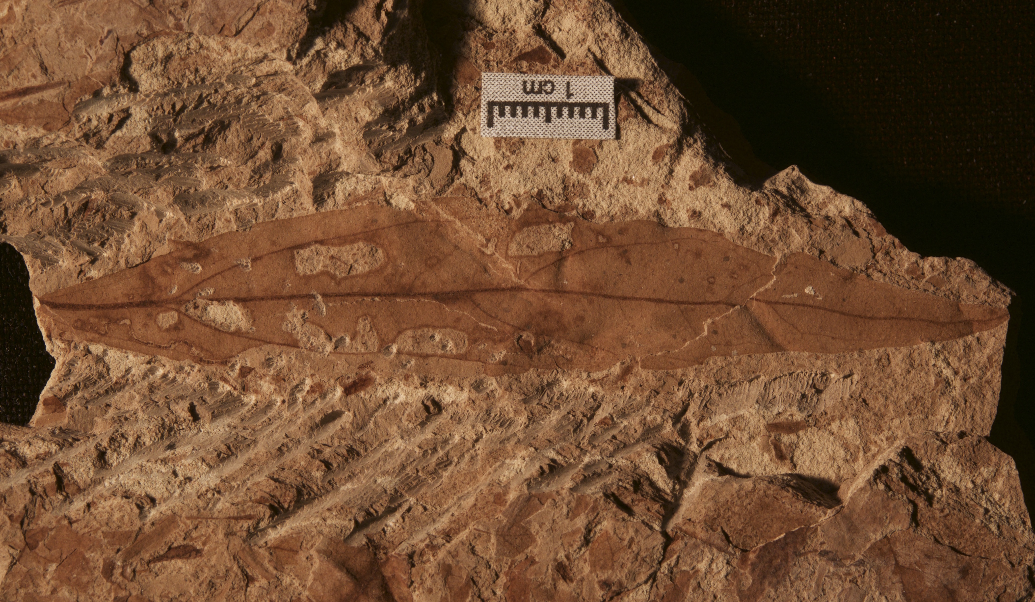 Patagonian insects bounced back after dinosaur extinction