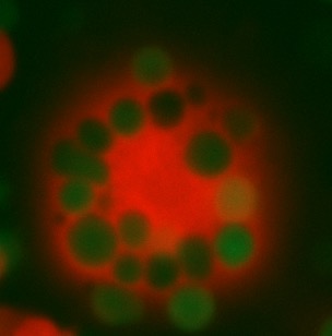 Chimeric antigen receptor macrophages (CAR-M) for cancer immunotherapy