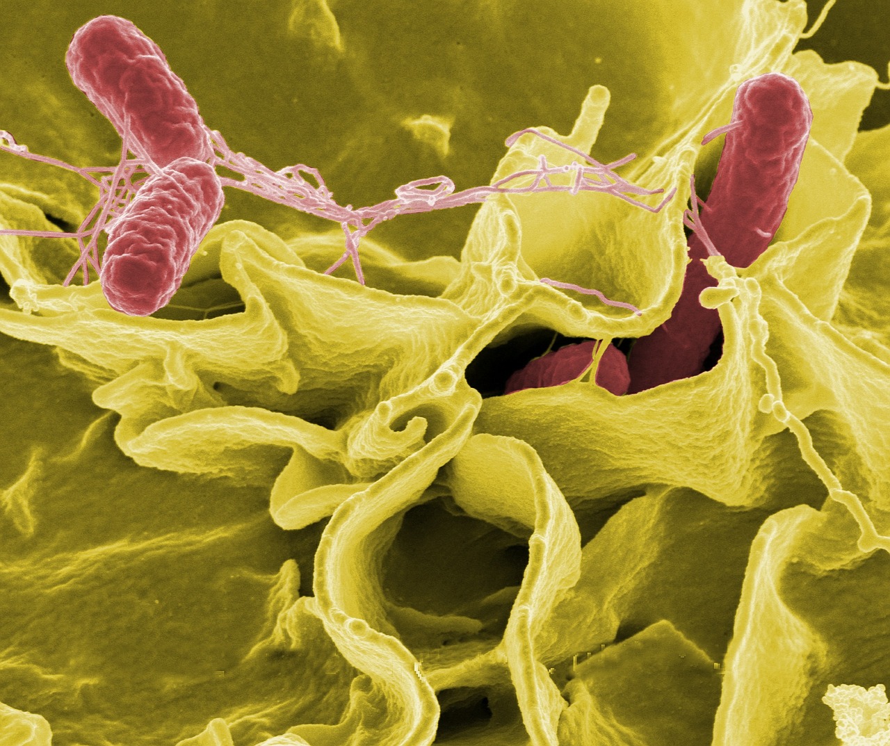 Journal Club | Yersinia's Hit and Run on the Microbiota