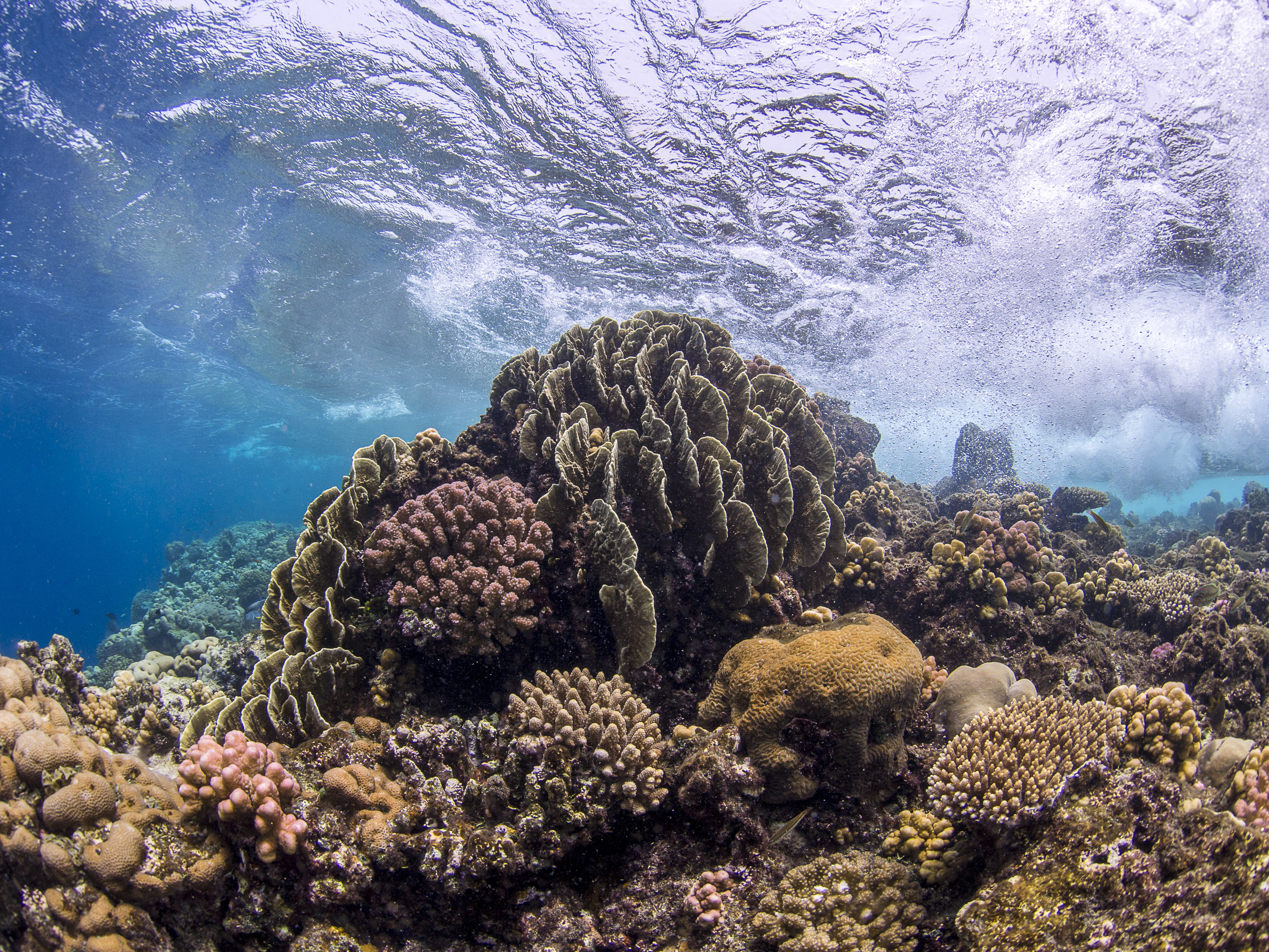 A genomic view of the marine sponge microbiome