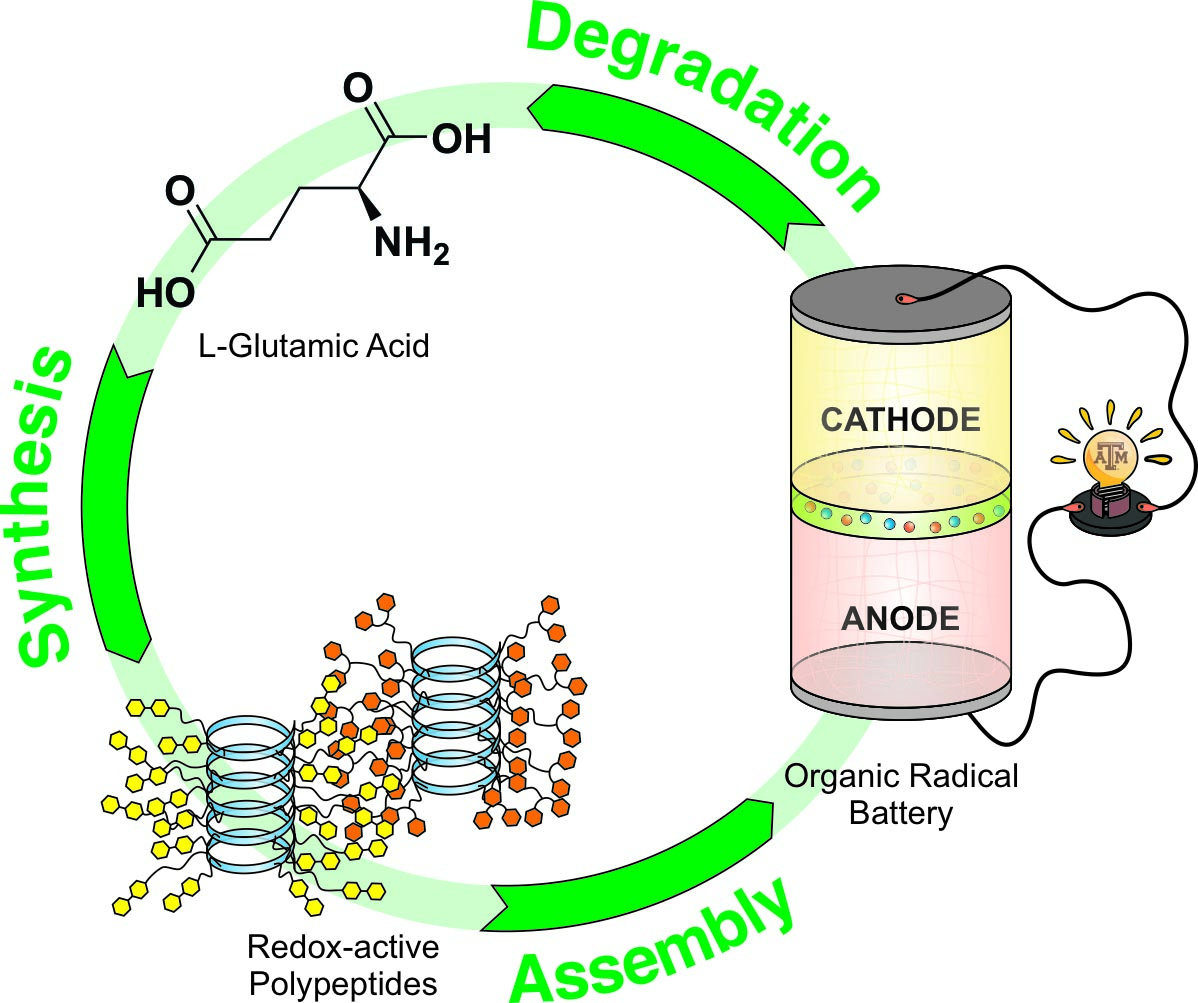 The Path to Polypeptide Organic Radical Batteries