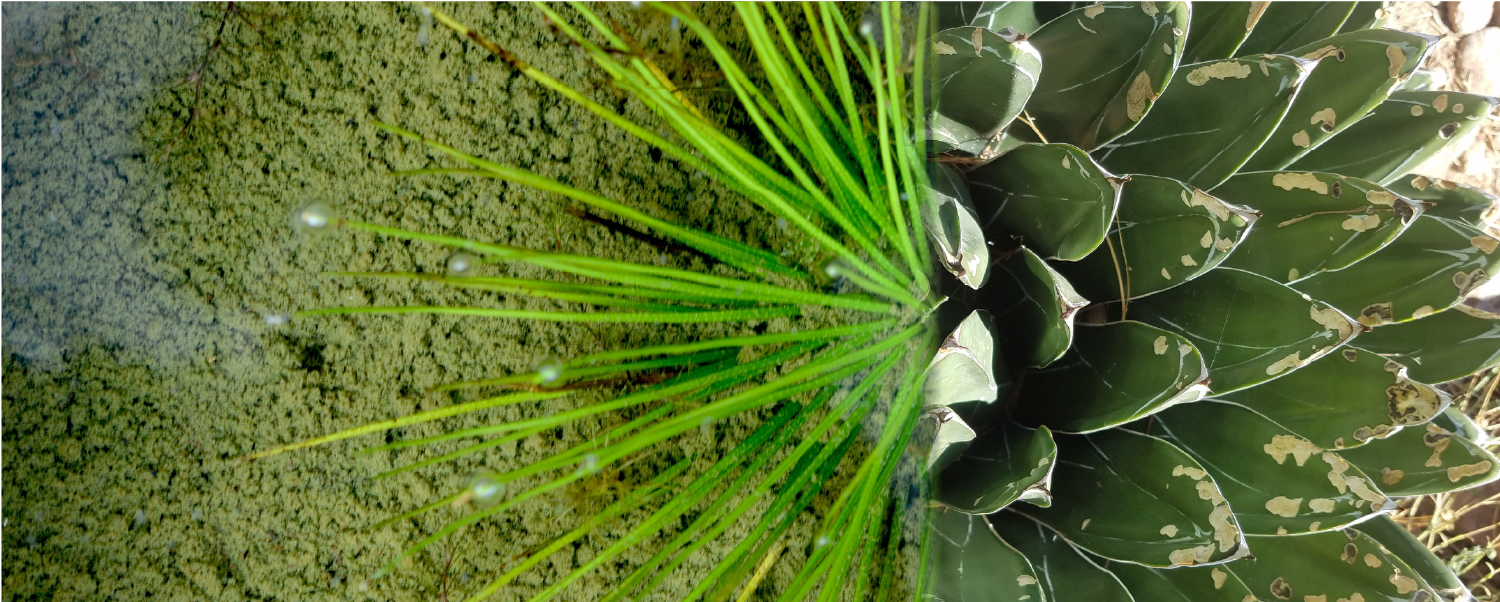 Non-CAMonical photosynthesis in an aquatic lycophyte